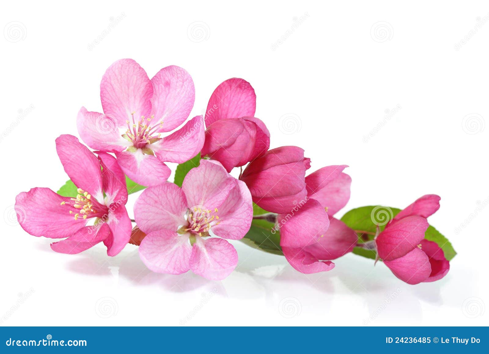 Red Cherry Blossom stock image. Image of plant, flower 24236485