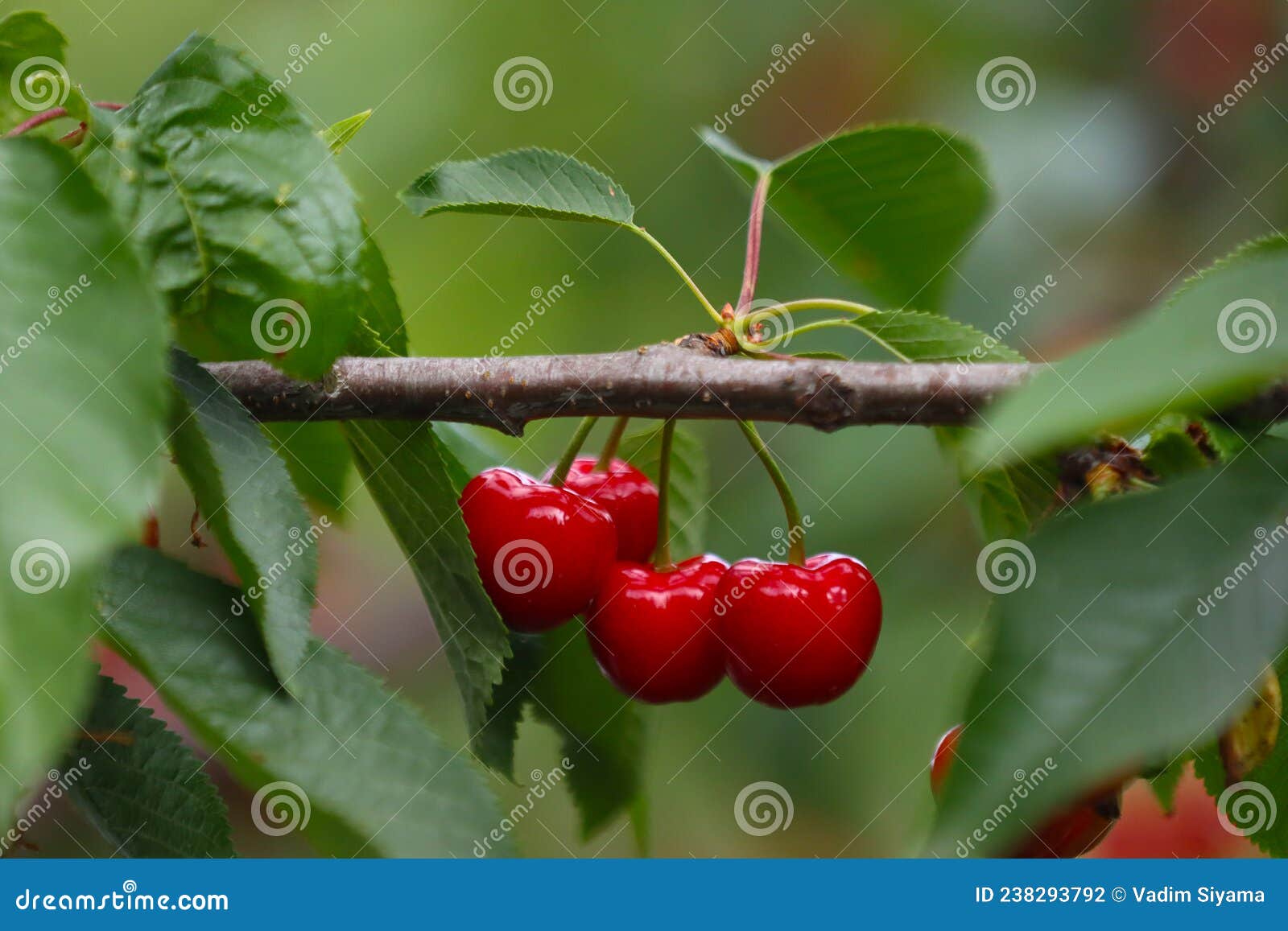 Red Cherry Fruits on a Tree Branch Stock Photo Image of closeup