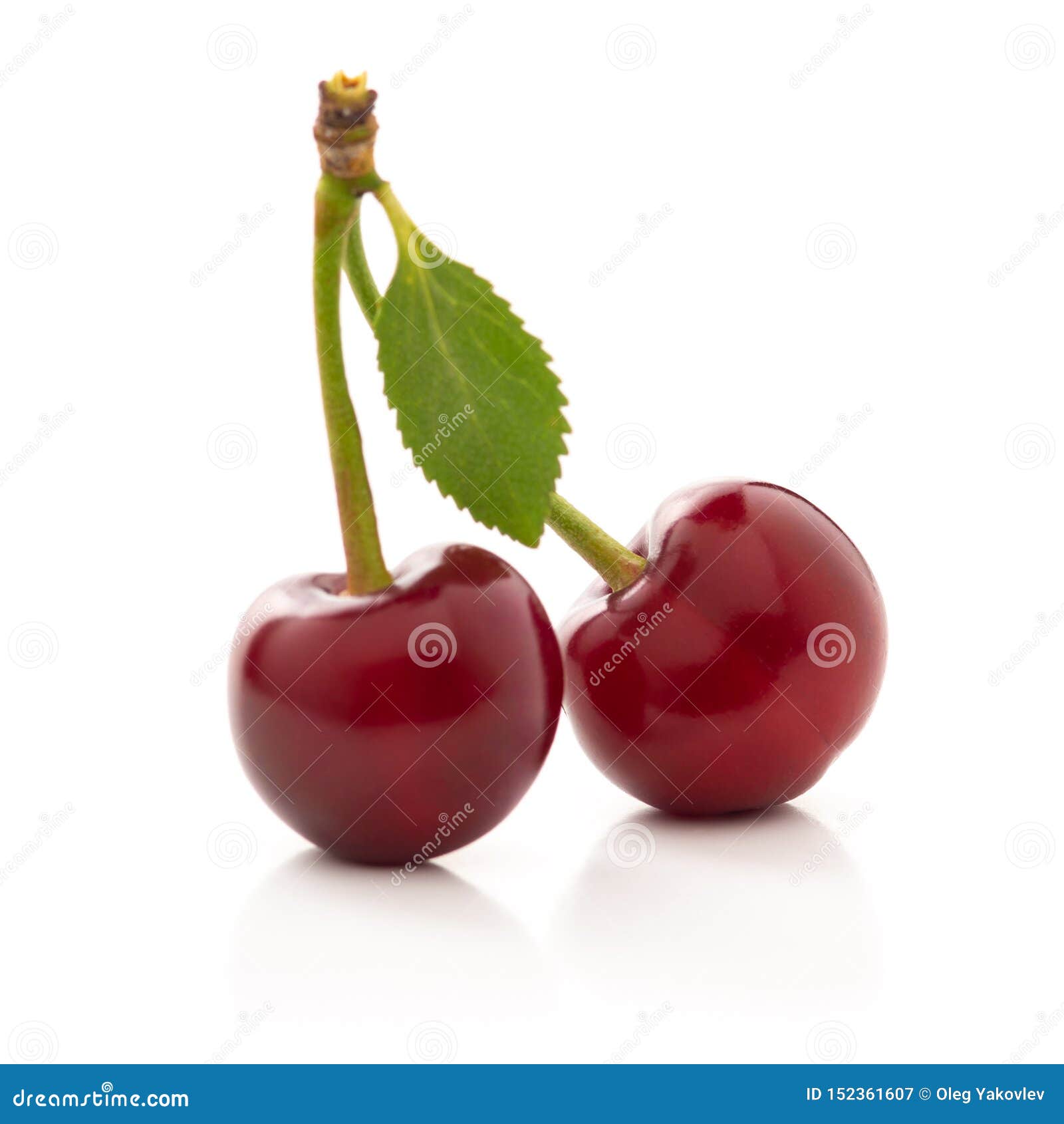 Red Cherry with Green Leaves on a White Stock Image - Image of fruit ...