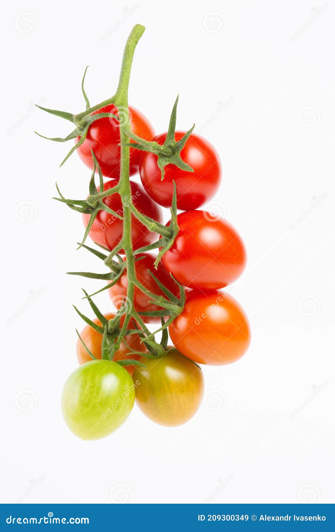 Red Cherry Tomatoes on a Branch on a White Background. Stock Image