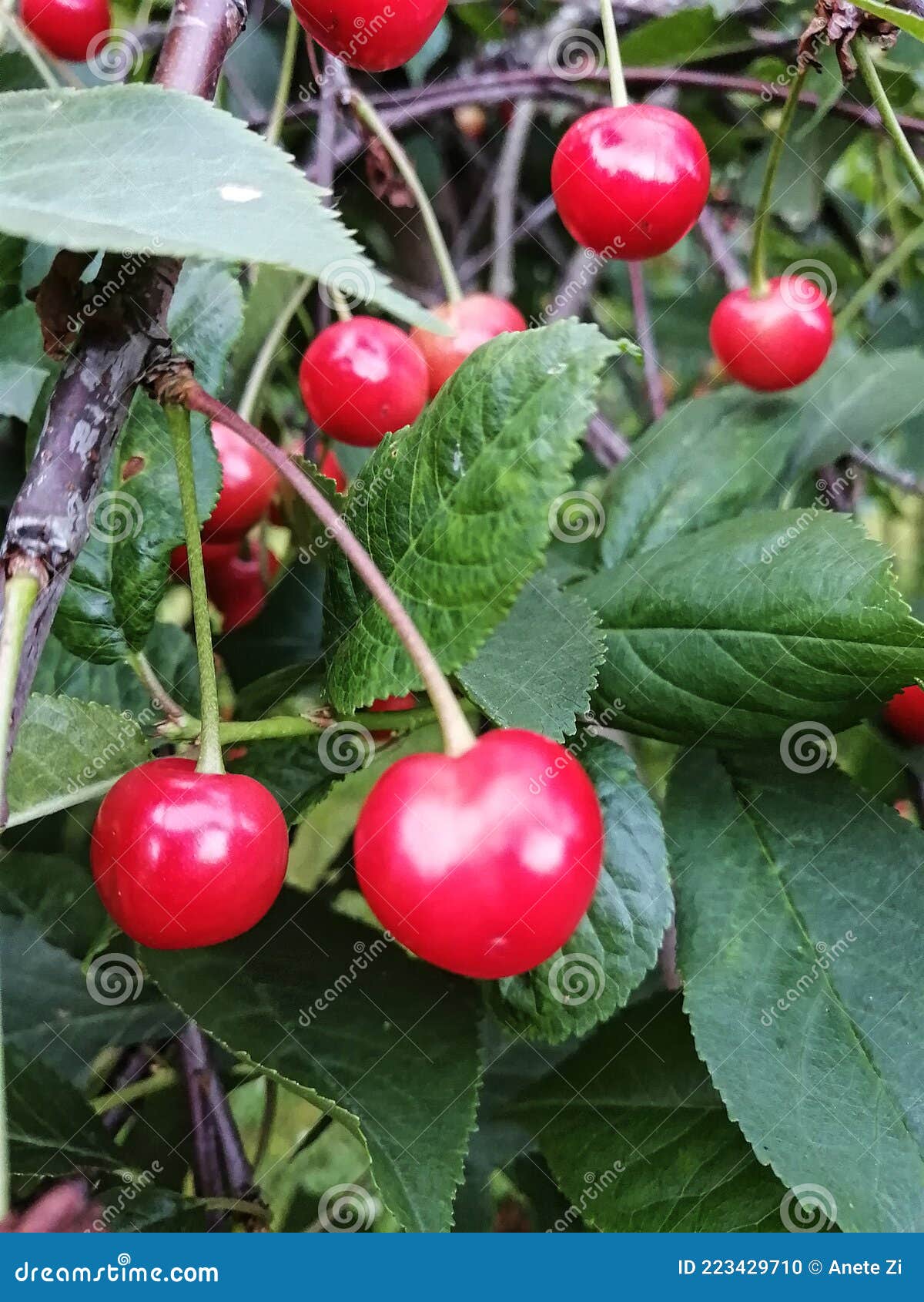 Red Cherry Tree Cherry Leaves Stock Photo Image Of Strawberry Berry