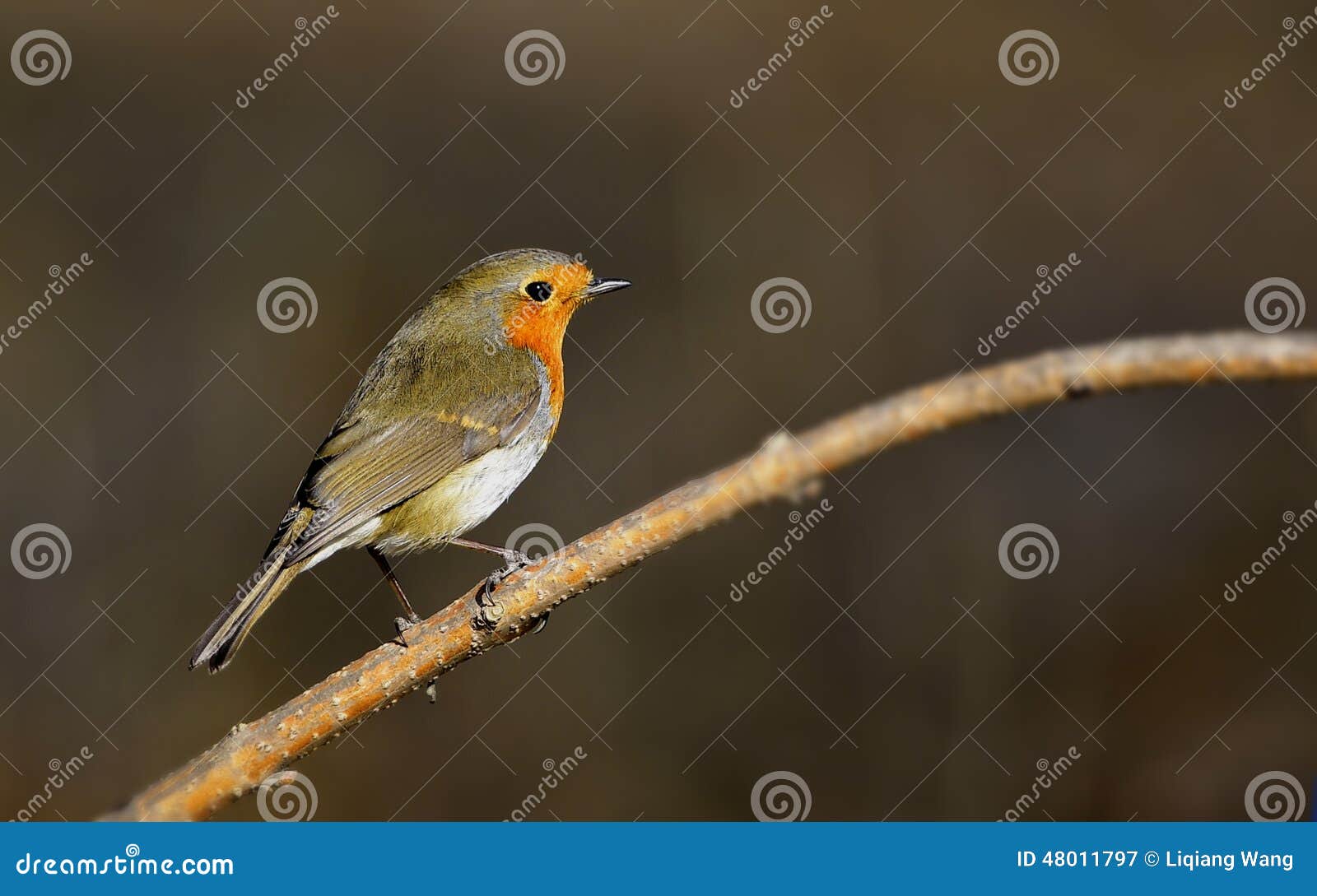 Red chest pigeon stock image. Image of environment, wild 48011797