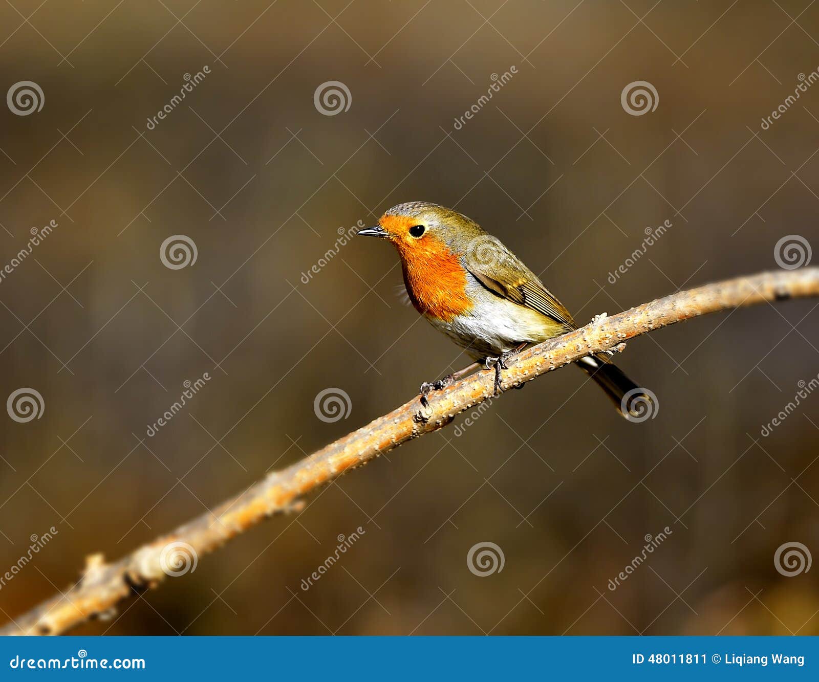 Red chest pigeon stock image. Image of wild, green, decoration 48011811