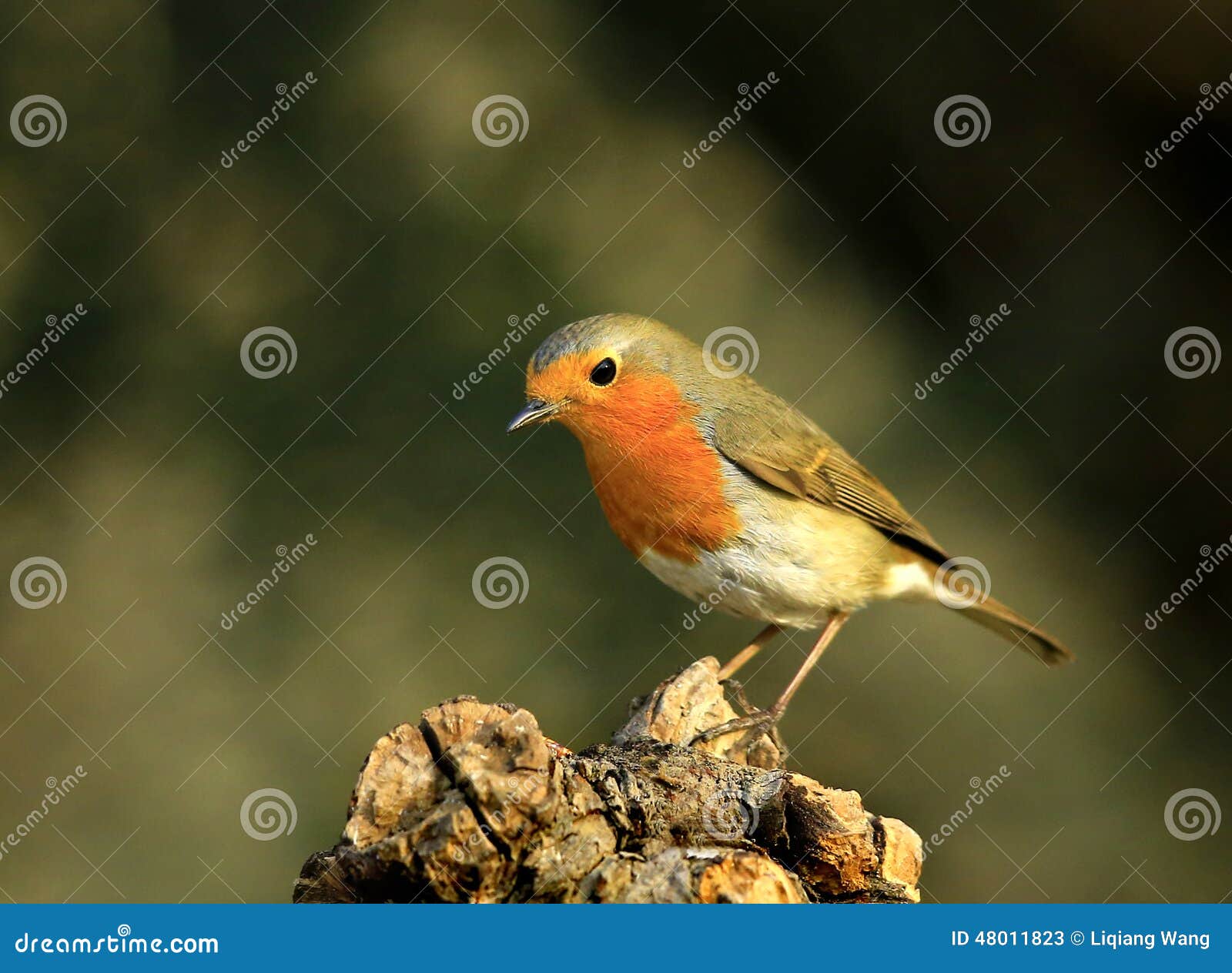 Red Chest Pigeon Stock Photography 48012110