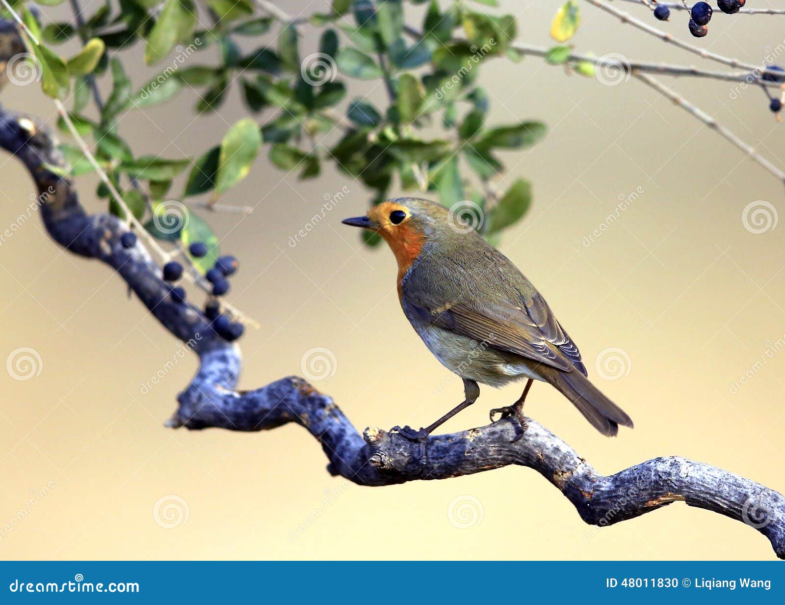 Red chest pigeon stock photo. Image of wild, decoration 48011830
