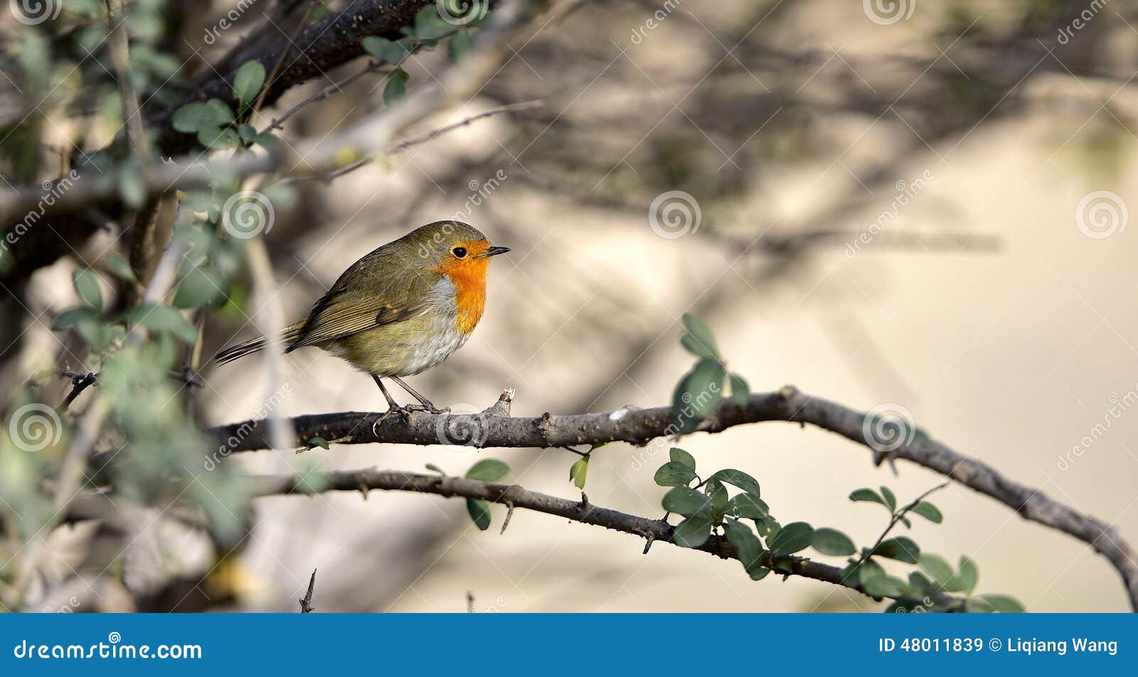 Red Chest Pigeon Stock Photography 48012110