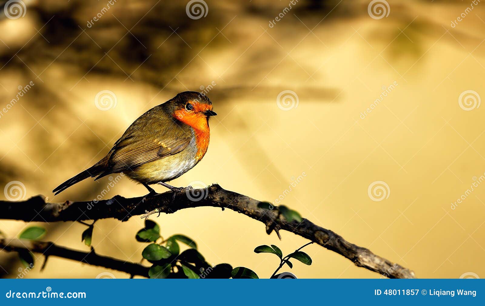 Red chest pigeon stock image. Image of green, food, wild 48011857