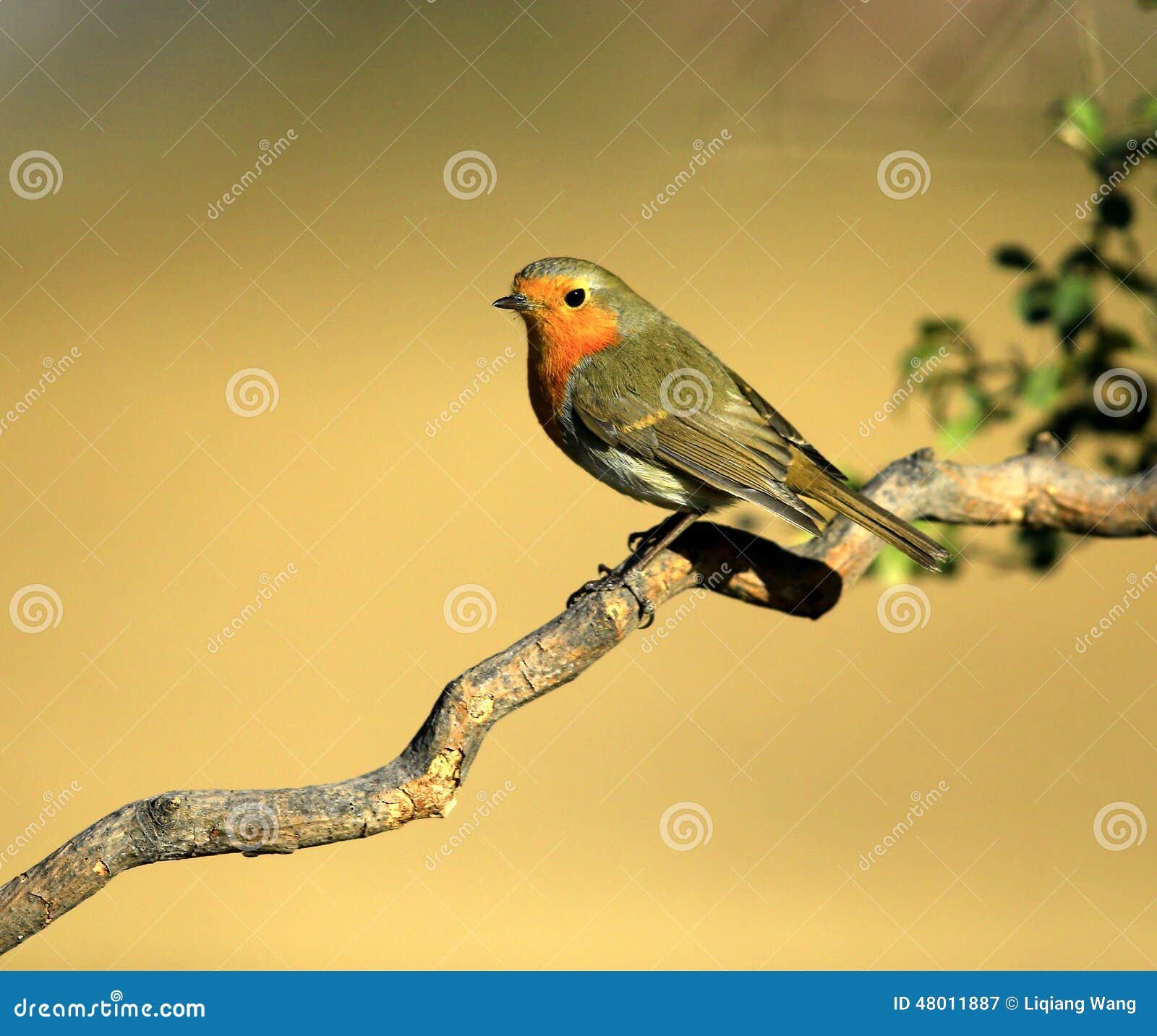 Red chest pigeon stock image. Image of food, survival 48011887
