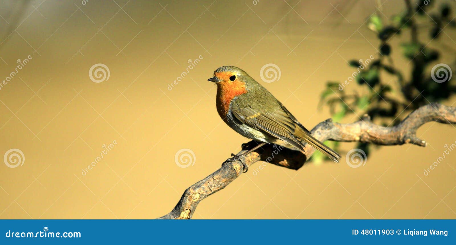 Red chest pigeon stock image. Image of branches, wild 48011903