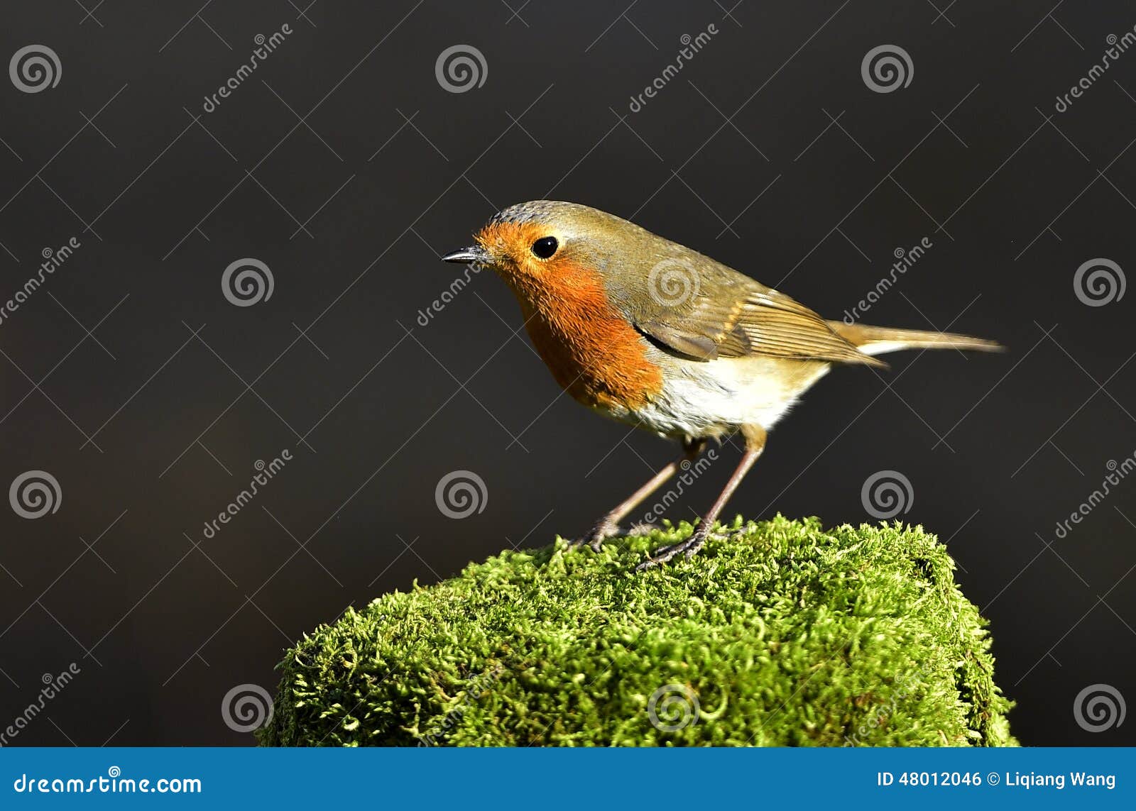 Red chest pigeon stock photo. Image of trees, environment 48012046