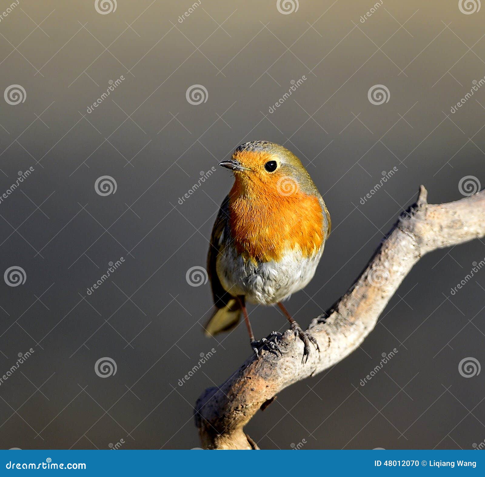 Red chest pigeon stock photo. Image of branches, survival 48012070