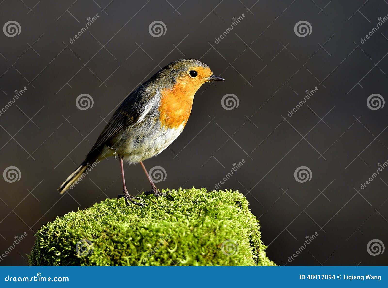 Red Chest Pigeon Stock Photography 48012110