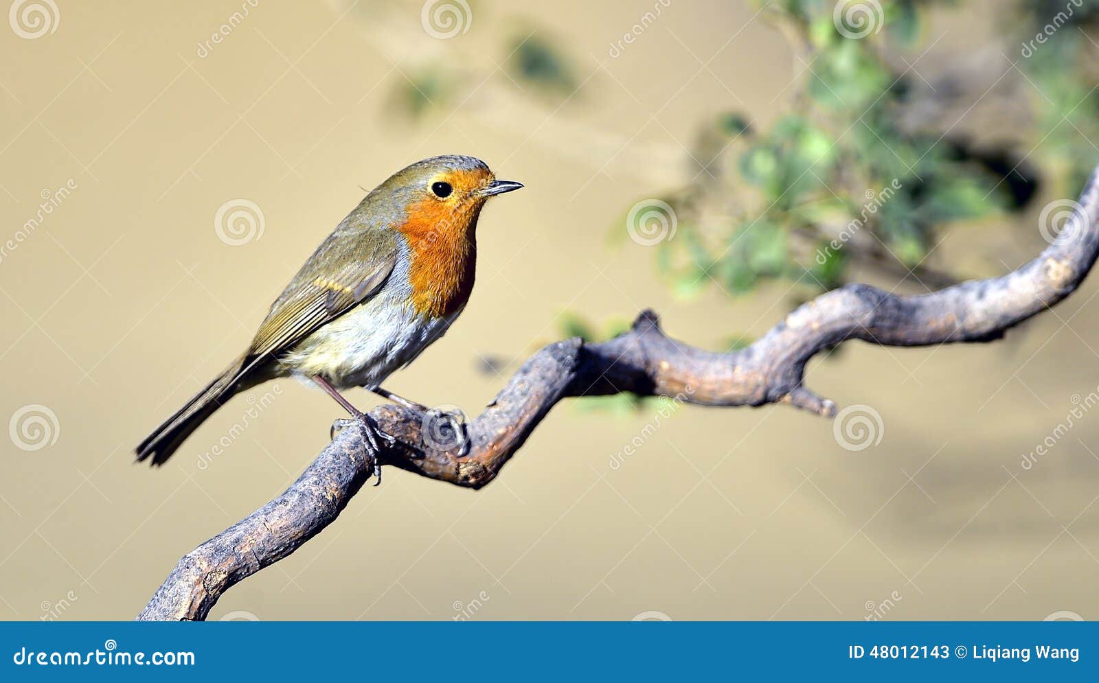 Red chest pigeon stock image. Image of landscape, survival 48012143