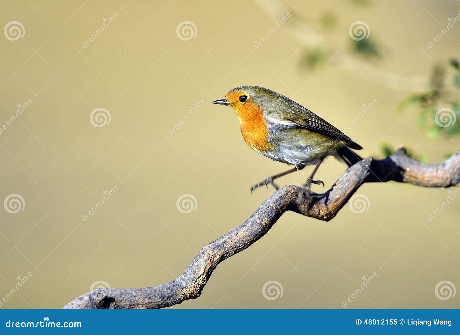Red chest pigeon stock image. Image of branches, food 48012155