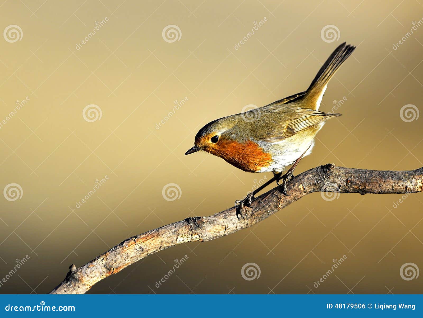 Red chest pigeon stock photo. Image of food, landscape 48179506
