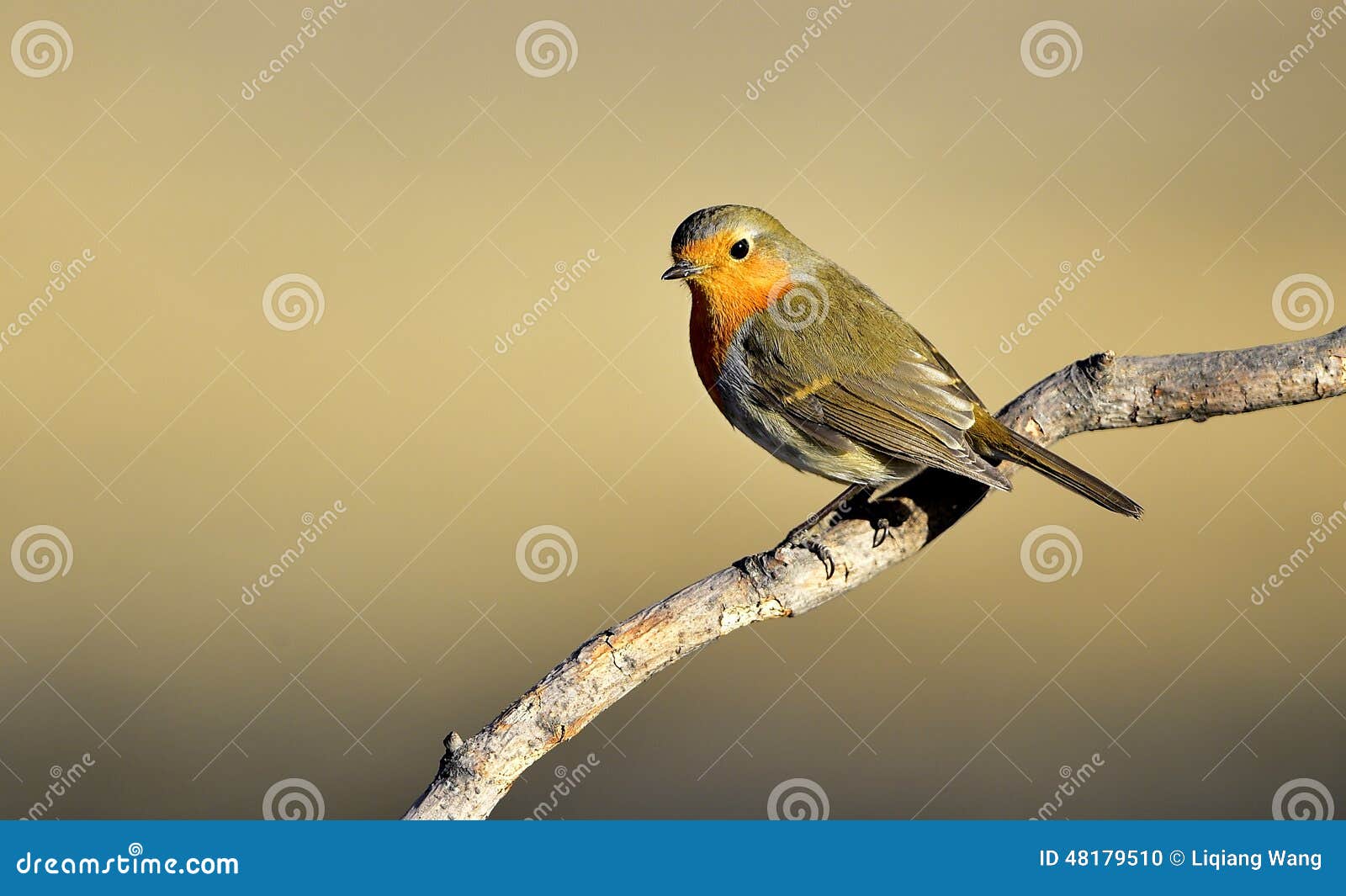 Red chest pigeon stock photo. Image of environment, survival 48179510