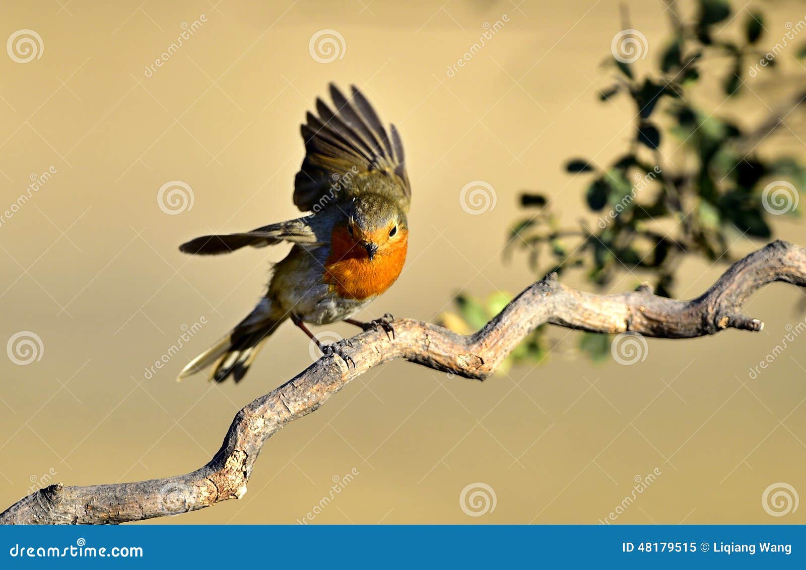 Red chest pigeon stock image. Image of landscape, animals 48179515