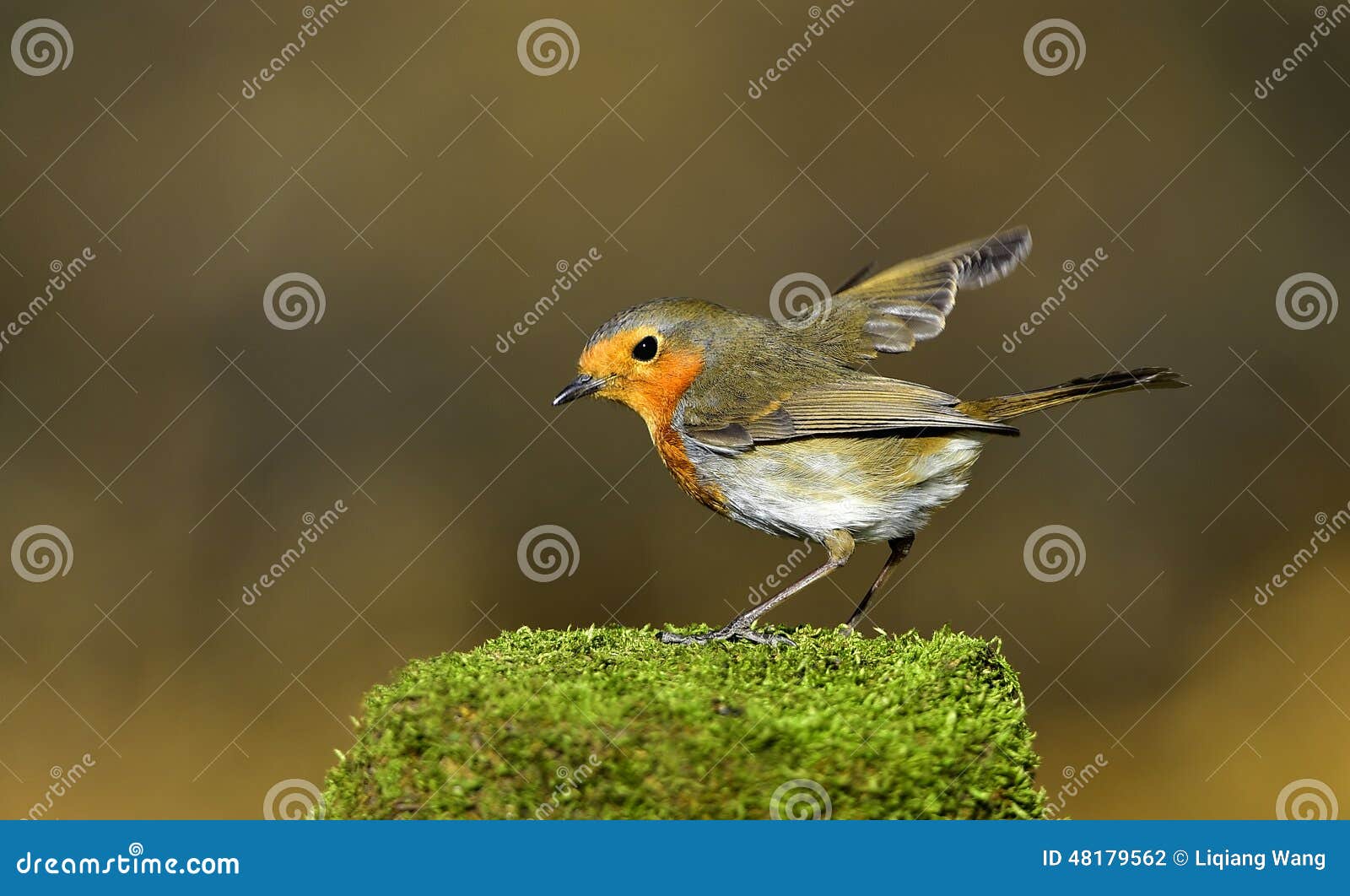 Red chest pigeon stock photo. Image of food, branches 48179562