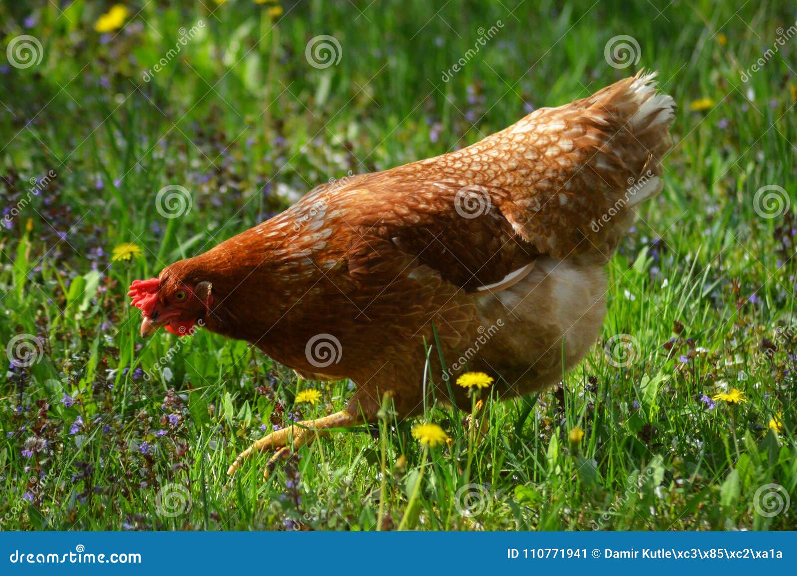 Red Chicken Chopper in the Grass Stock Image - Image of animal, domestic:  110771941