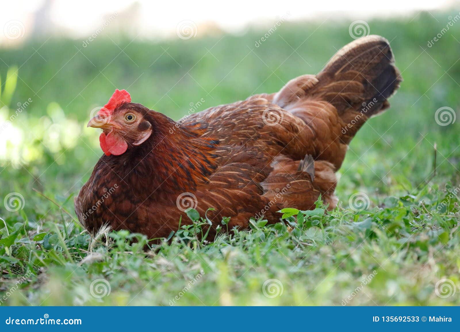 Red chicken lying on grass stock image. Image of chickens - 135692533