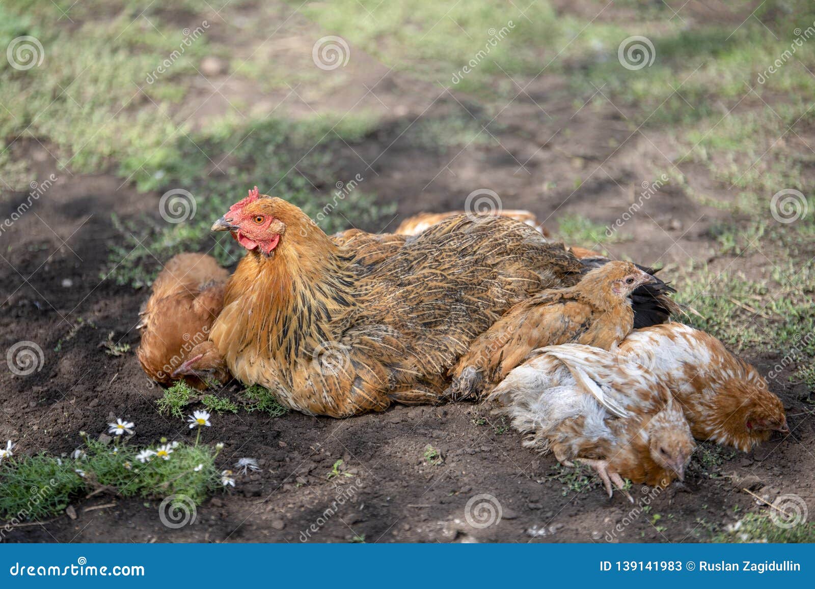red chicken (mother) with chickens digging in the ground, looking for food, resting, lying