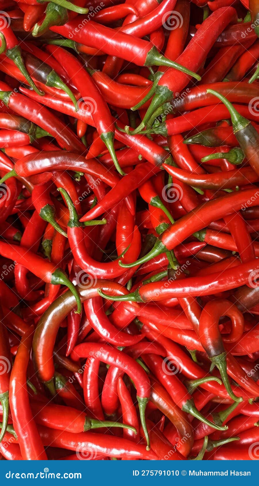 Red Fresh Chili Close Up Texture. Red Chili Background.(Capsicum Annuum