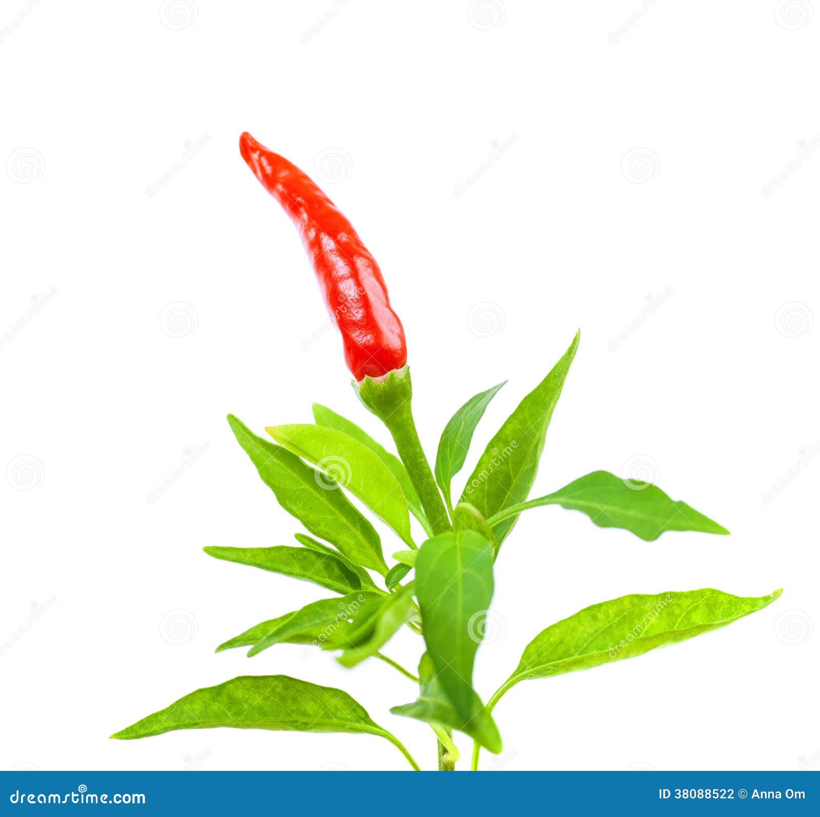 Red Chili Pepper Border Stock Photography - Image: 38088522