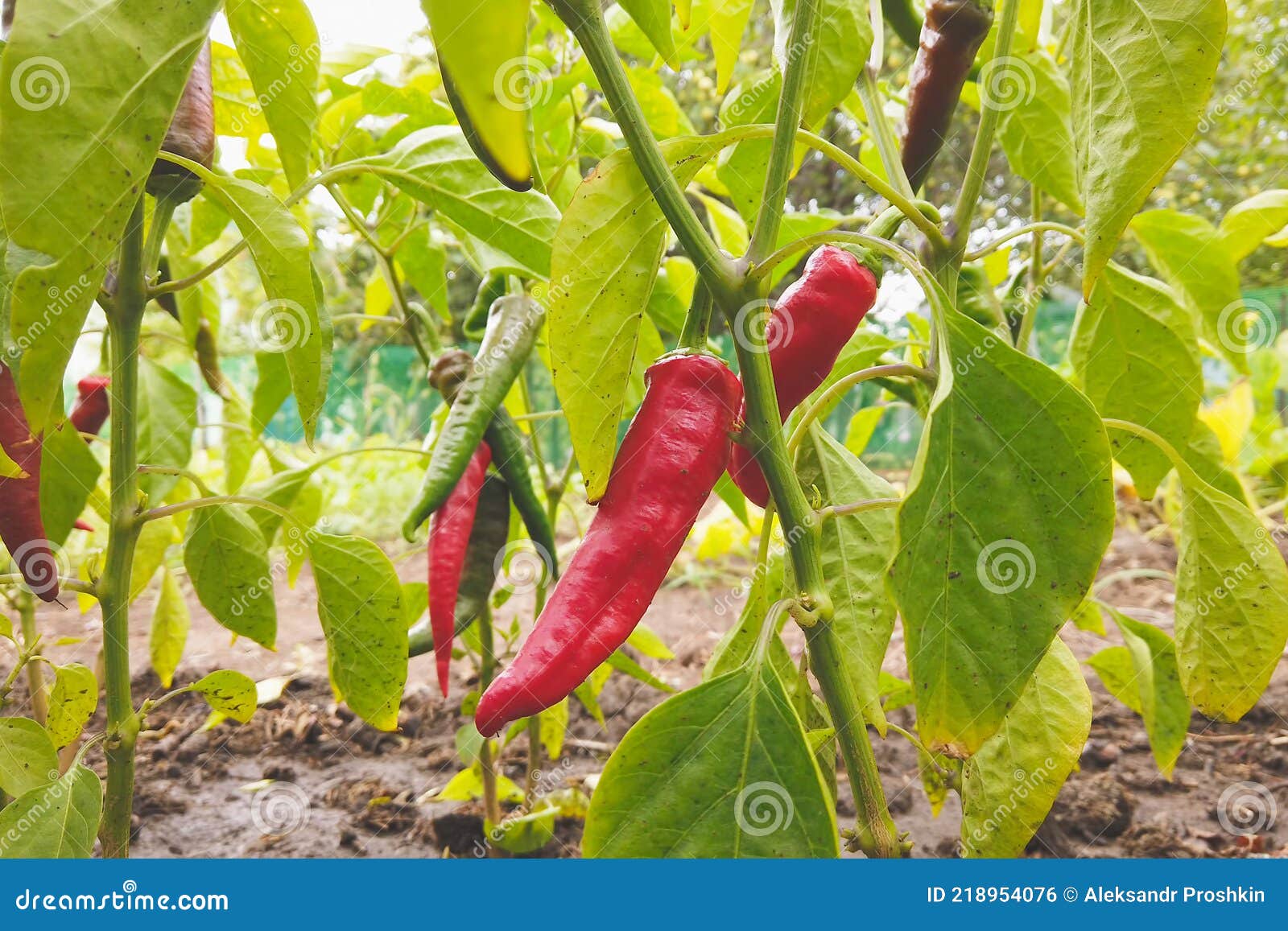 Red Chili Pepper on Bush in the Garden Stock Photo Image of capsaicin