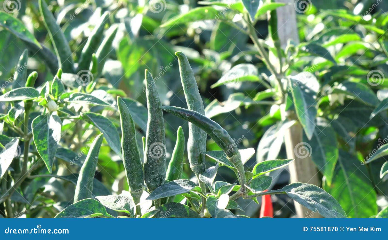Red Chili Pepper In The Garden Da Lat City Lam Province Vietnam