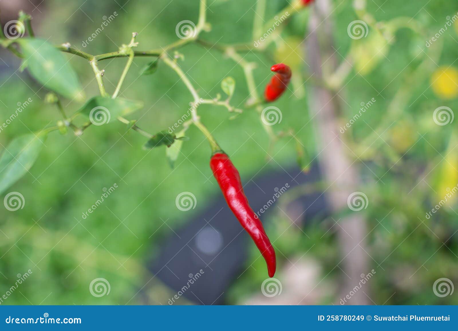Red Chili Pepper Growing in Garden Stock Image Image of capsicum