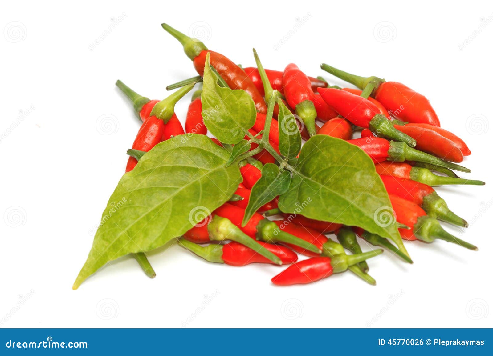 Red Chili Pepper with Leaves Isolated Stock Photo Image of spicy