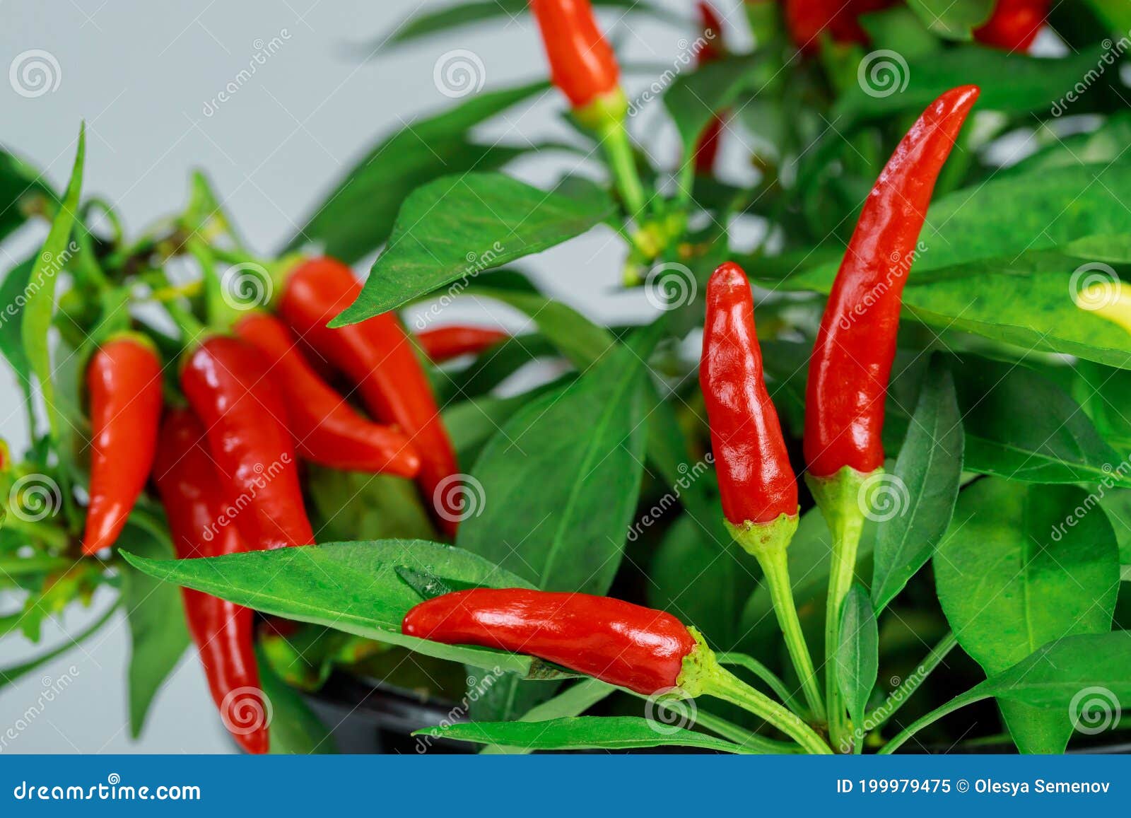 Red Chili Pepper with Leaves on White Background Stock Image Image of