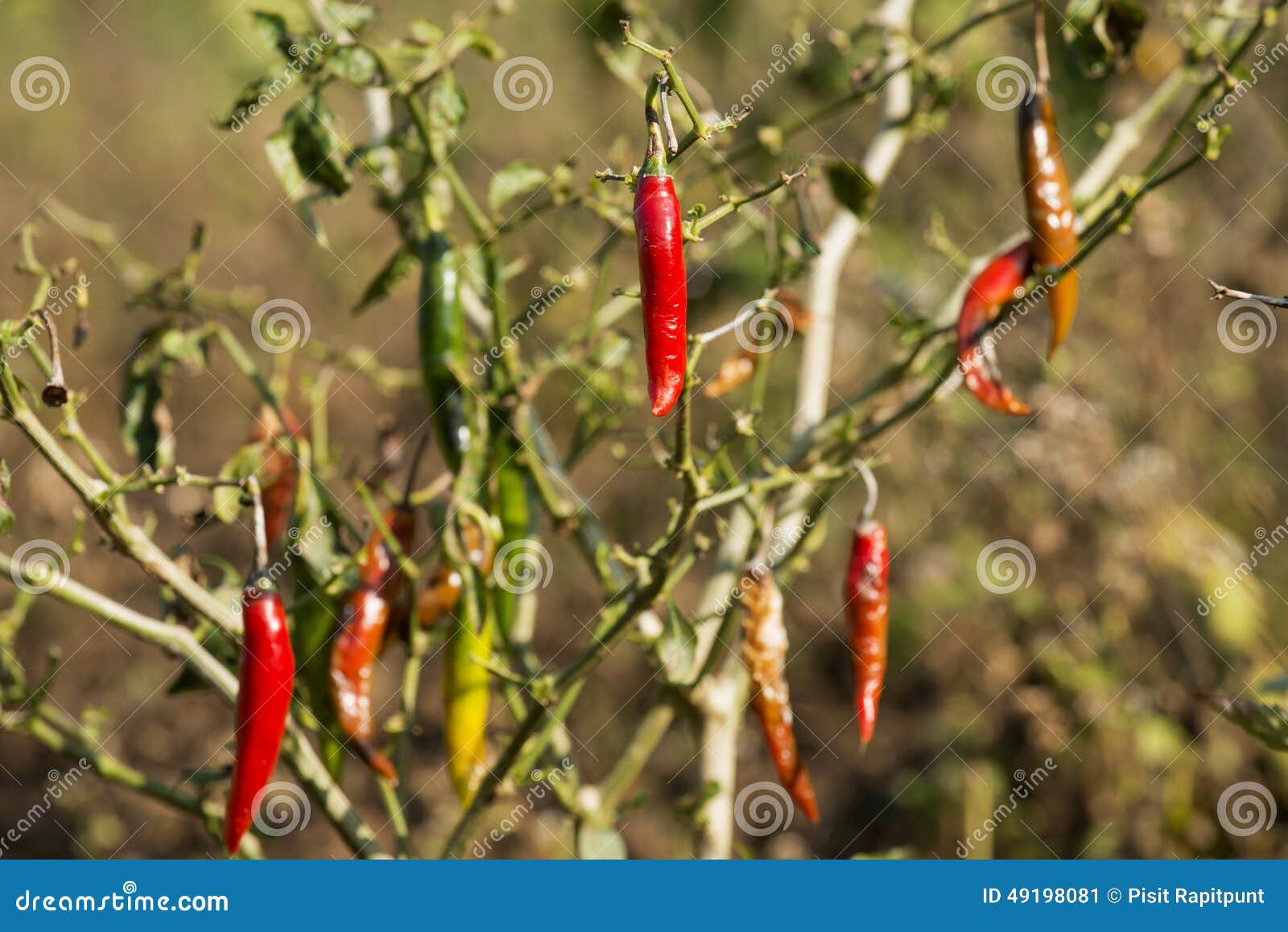 Red Chili Pepper on Tree in the Bush Stock Image Image of grow