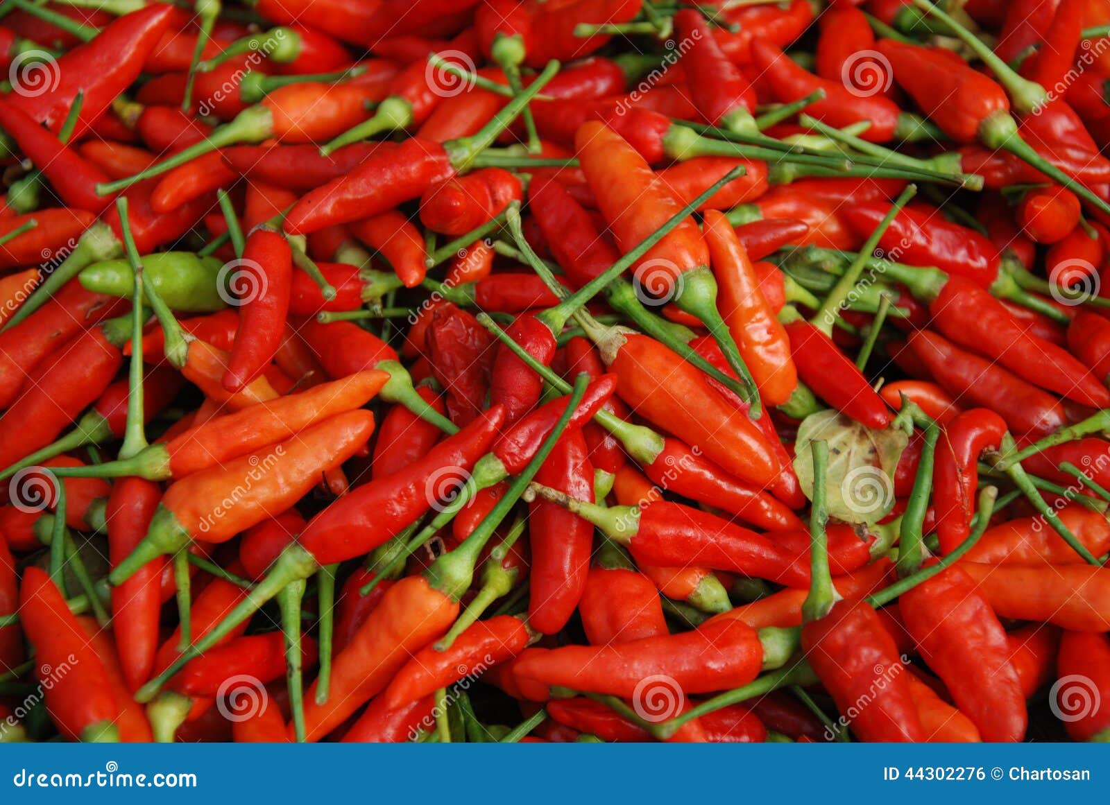Red Chili stock photo. Image of thai, spicy, chili, market 44302276