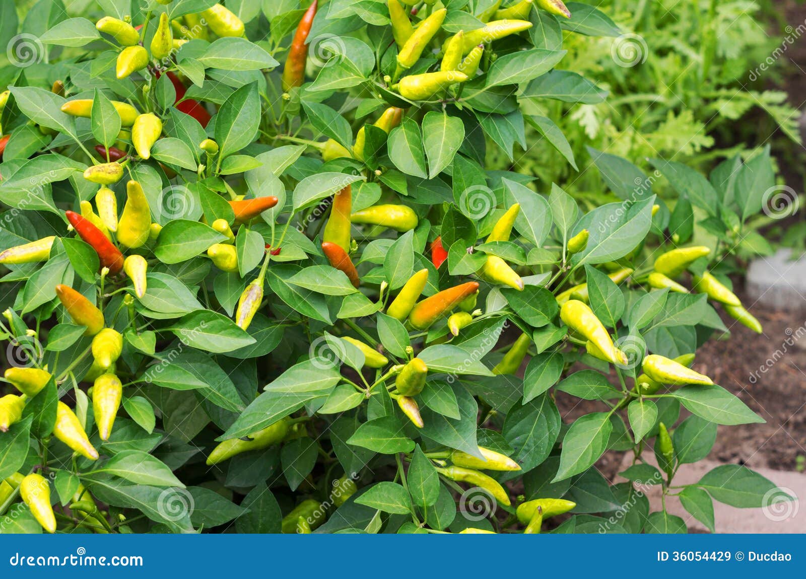 Red Chilli Pepper on Plant - Cherry Chili Stock - Image of bright, original: