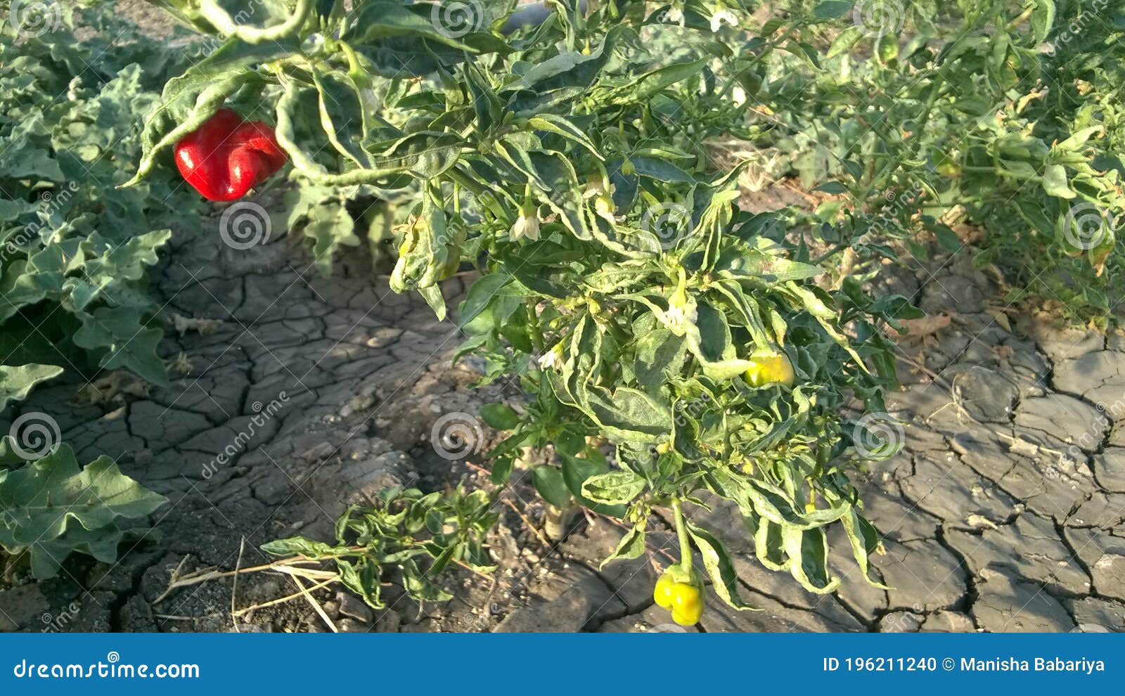 red chilli plant in the farm