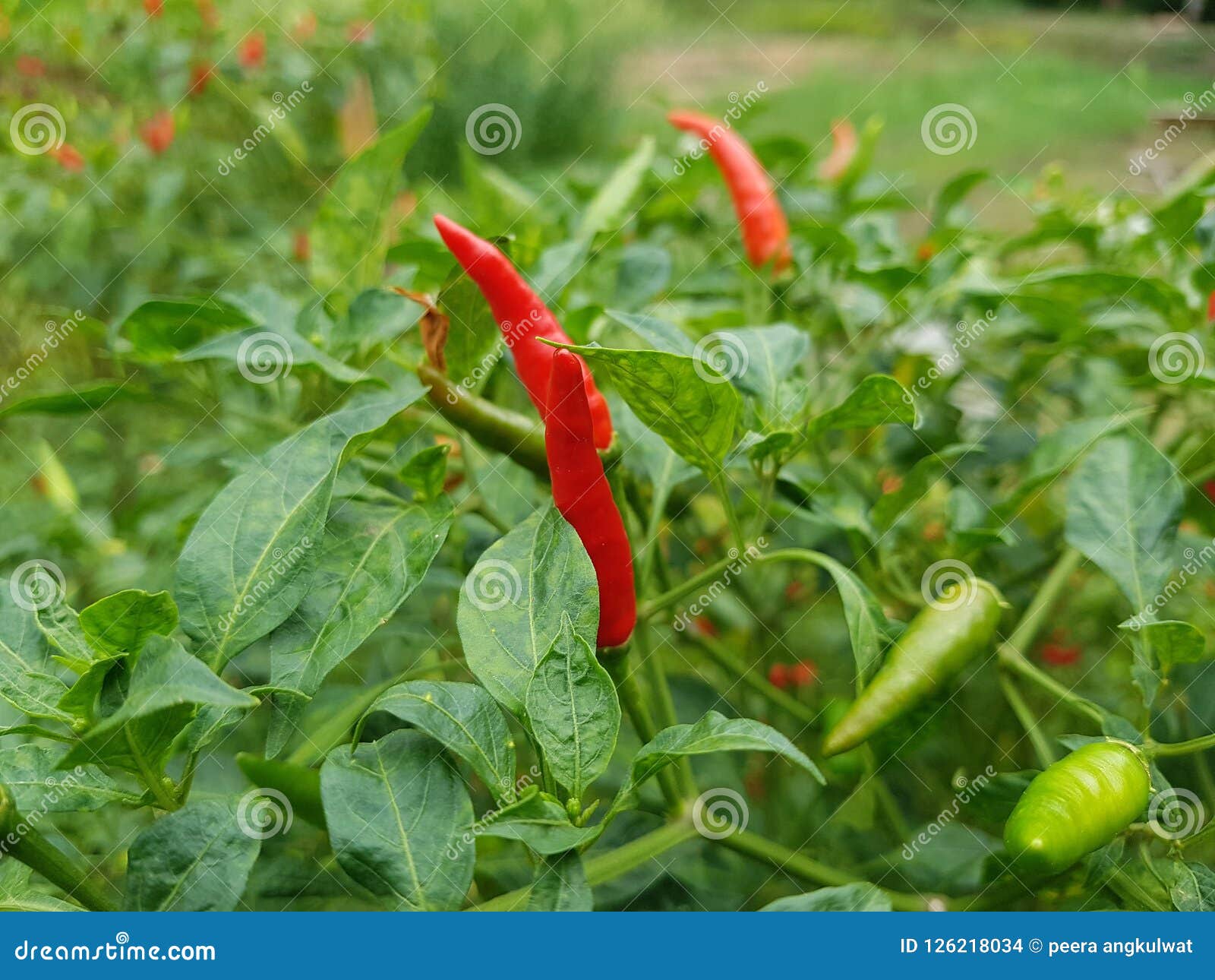 Red Chilli in Kitchen Garden Stock Photo Image of chilli, kitchen