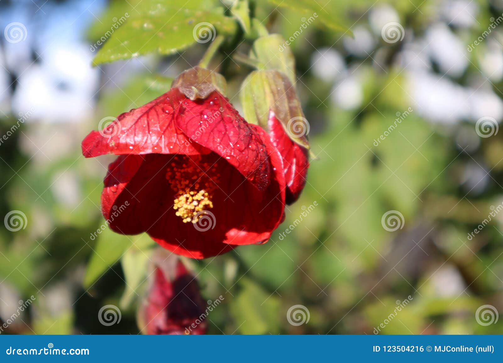 Red Chinese Lantern Plant In Garden Stock Photo Image Of Australia Beautiful 123504216