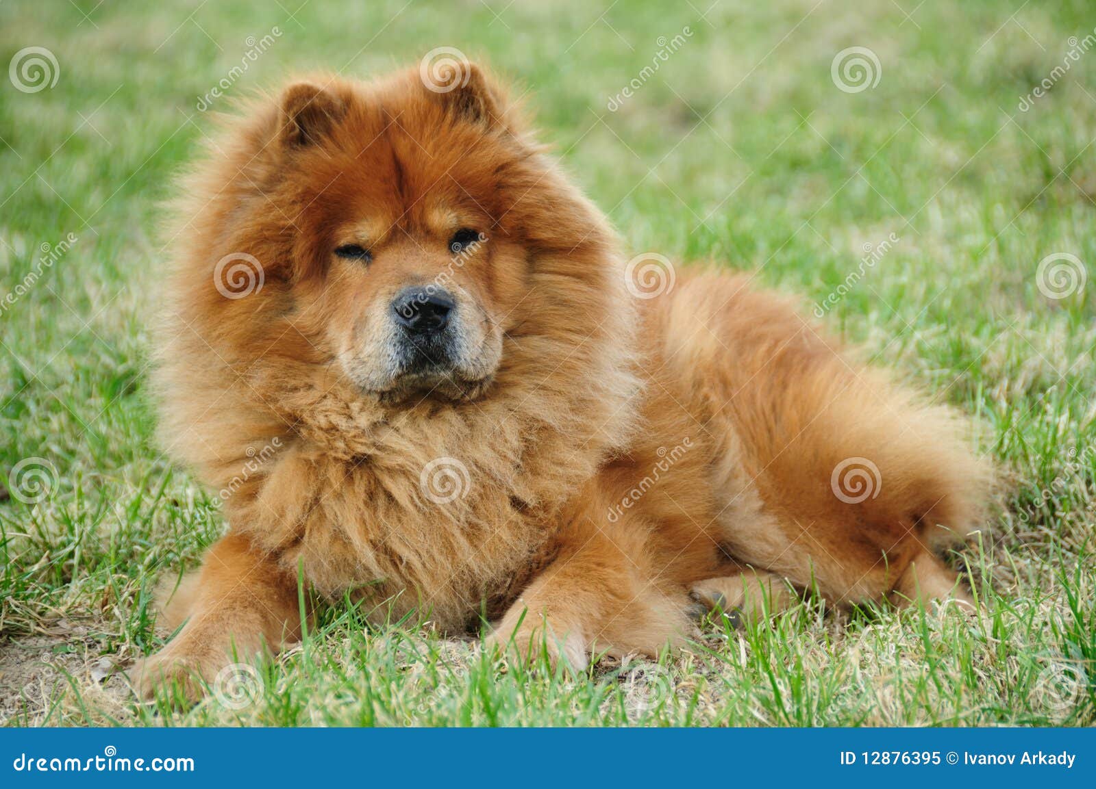 Red stock image. Image of purebred, cute, hair - 12876395