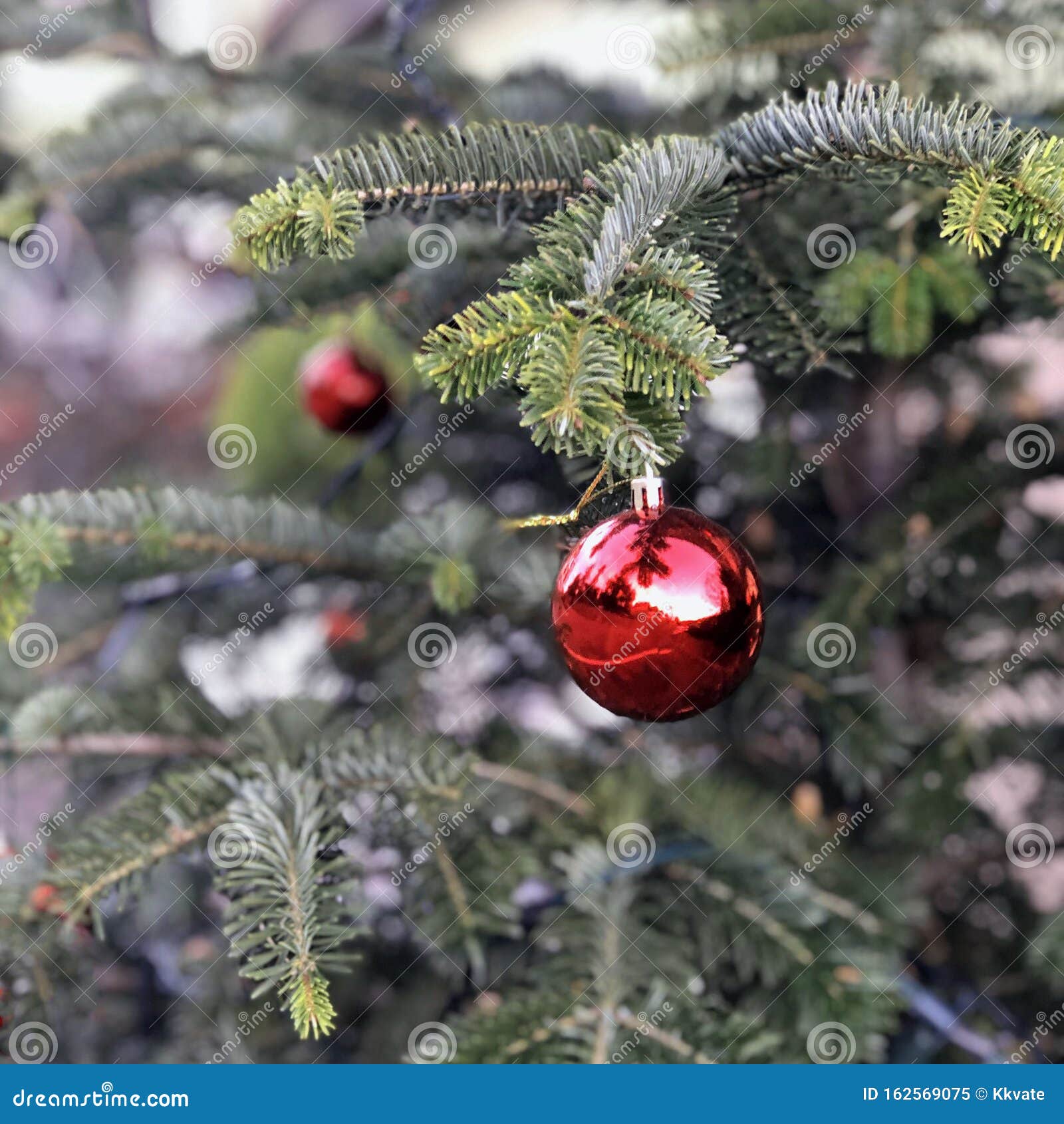 red christmas ball hanging on a tree branch. christmas background. concept