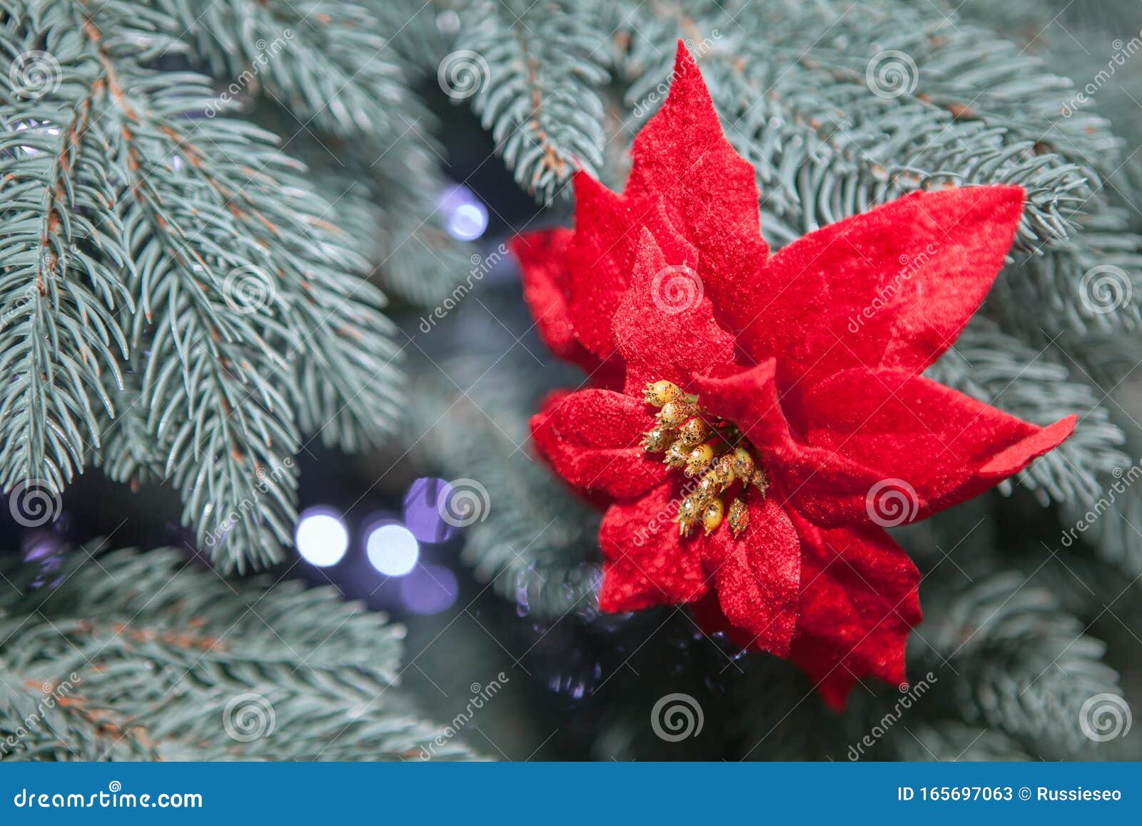 Red Christmas flower stock image. Image of christmas - 165697063