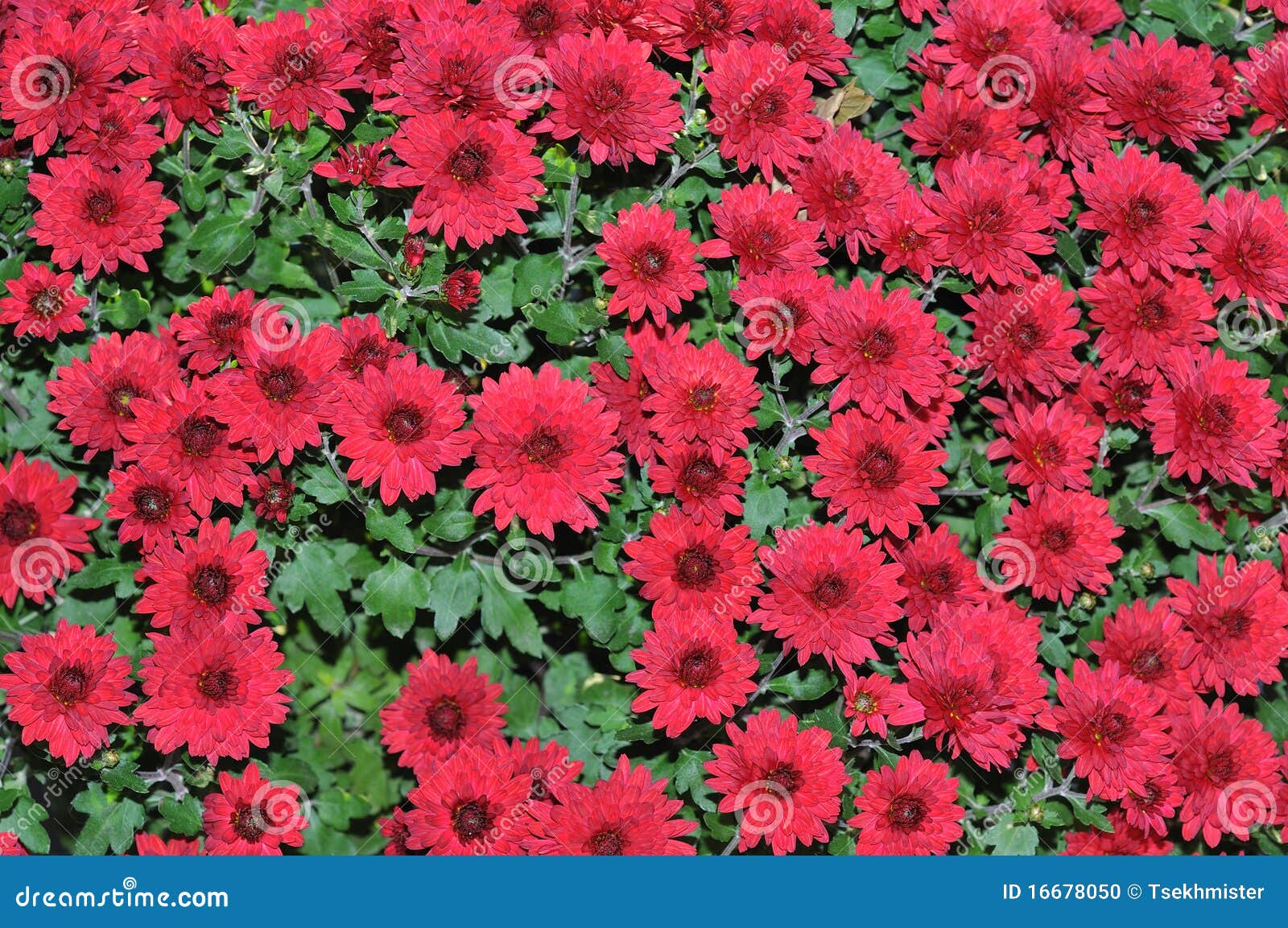 Red chrysanthemum flower stock photo. Image of group 16678050