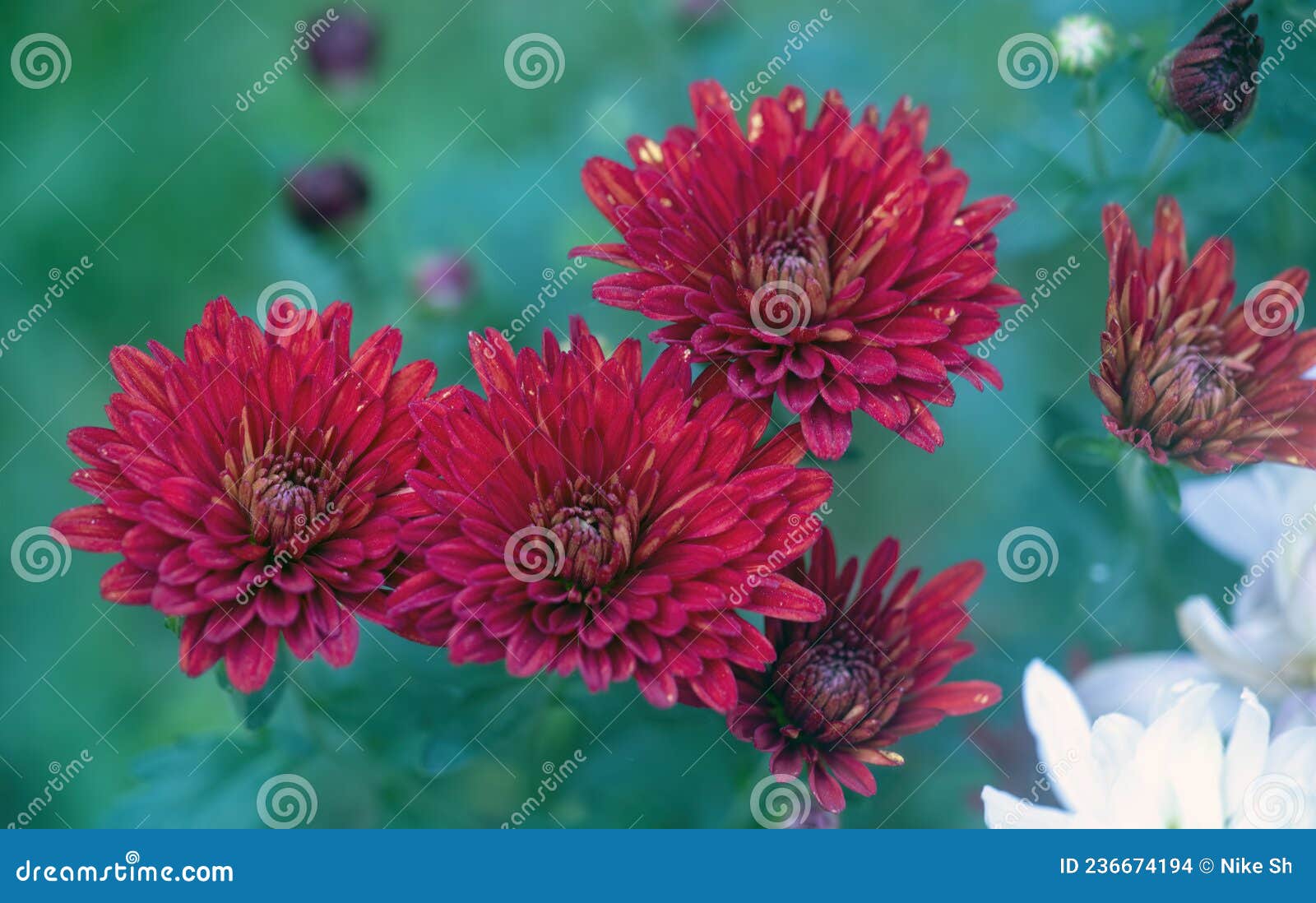 Red Chrysanthemum flowers stock photo. Image of spring 236674194