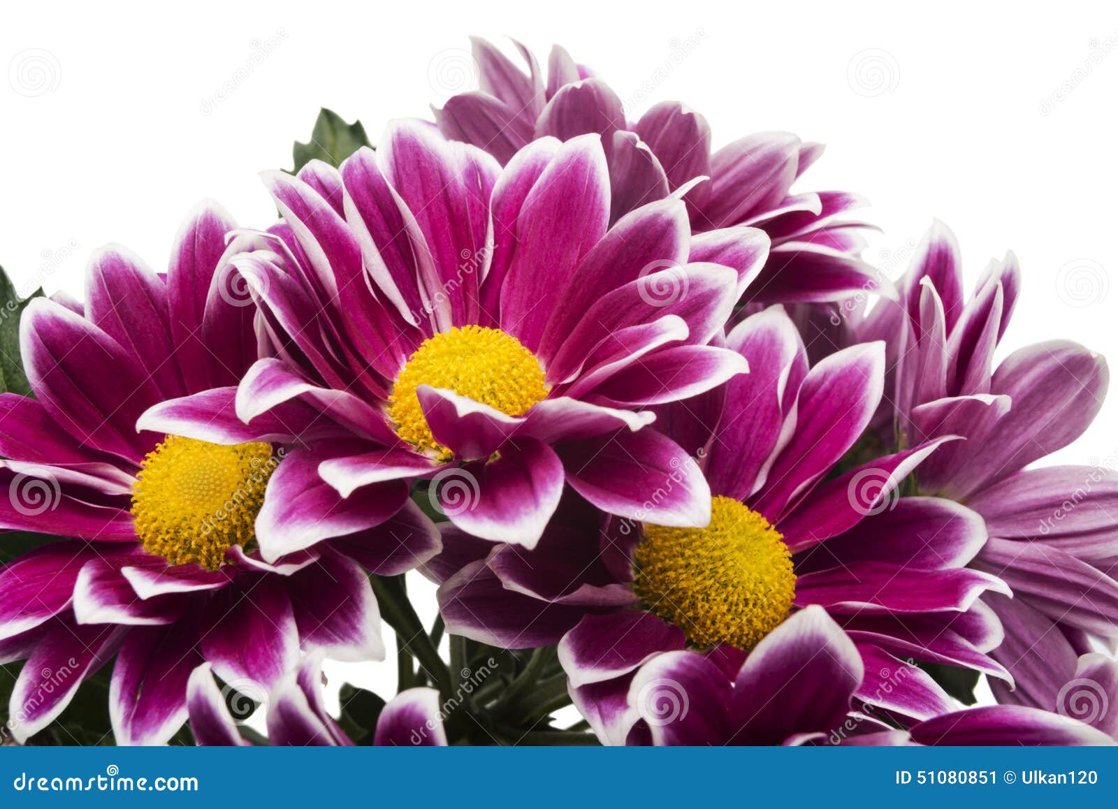 Red Chrysanthemum Flowers Isolated on White Stock Image - Image of ...