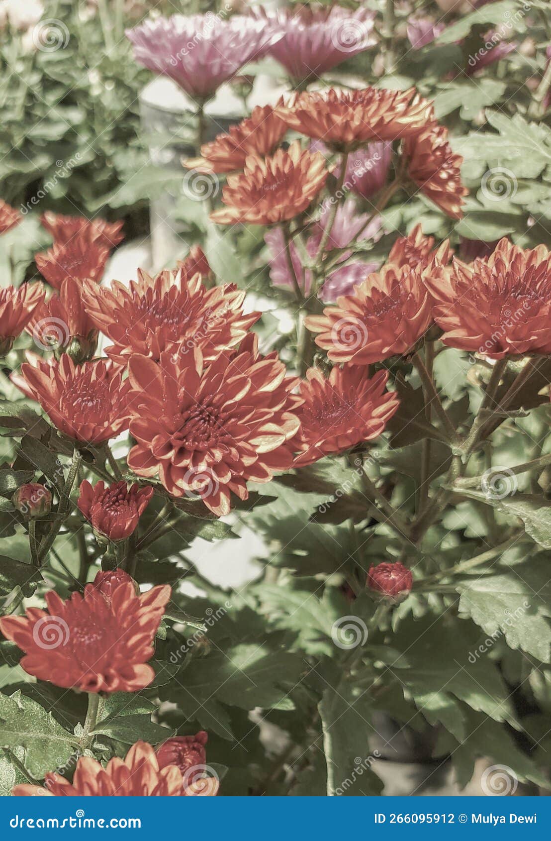 red chrysanthemum freshly planted on fertilized soil resulting in healthy growth that can later be consumed