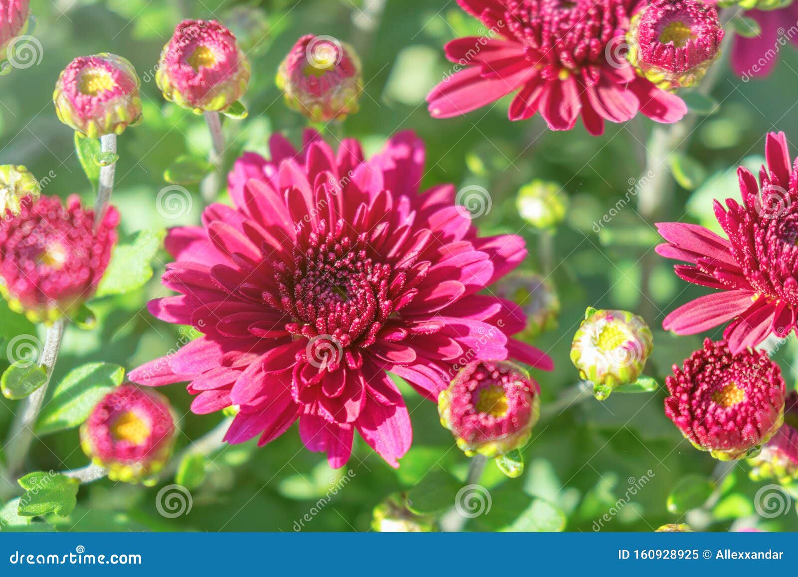 Red Chrysanthemum Mum Flowers and Buds Stock Image Image of botany