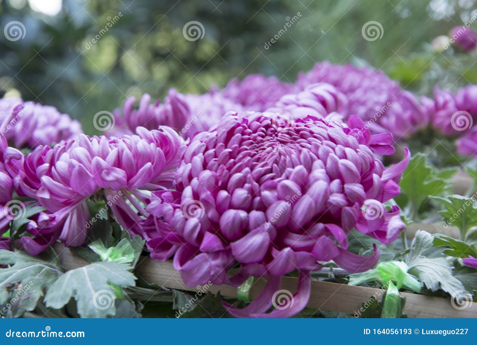 Red Chrysanthemum in Full Bloom Stock Image Image of gardening