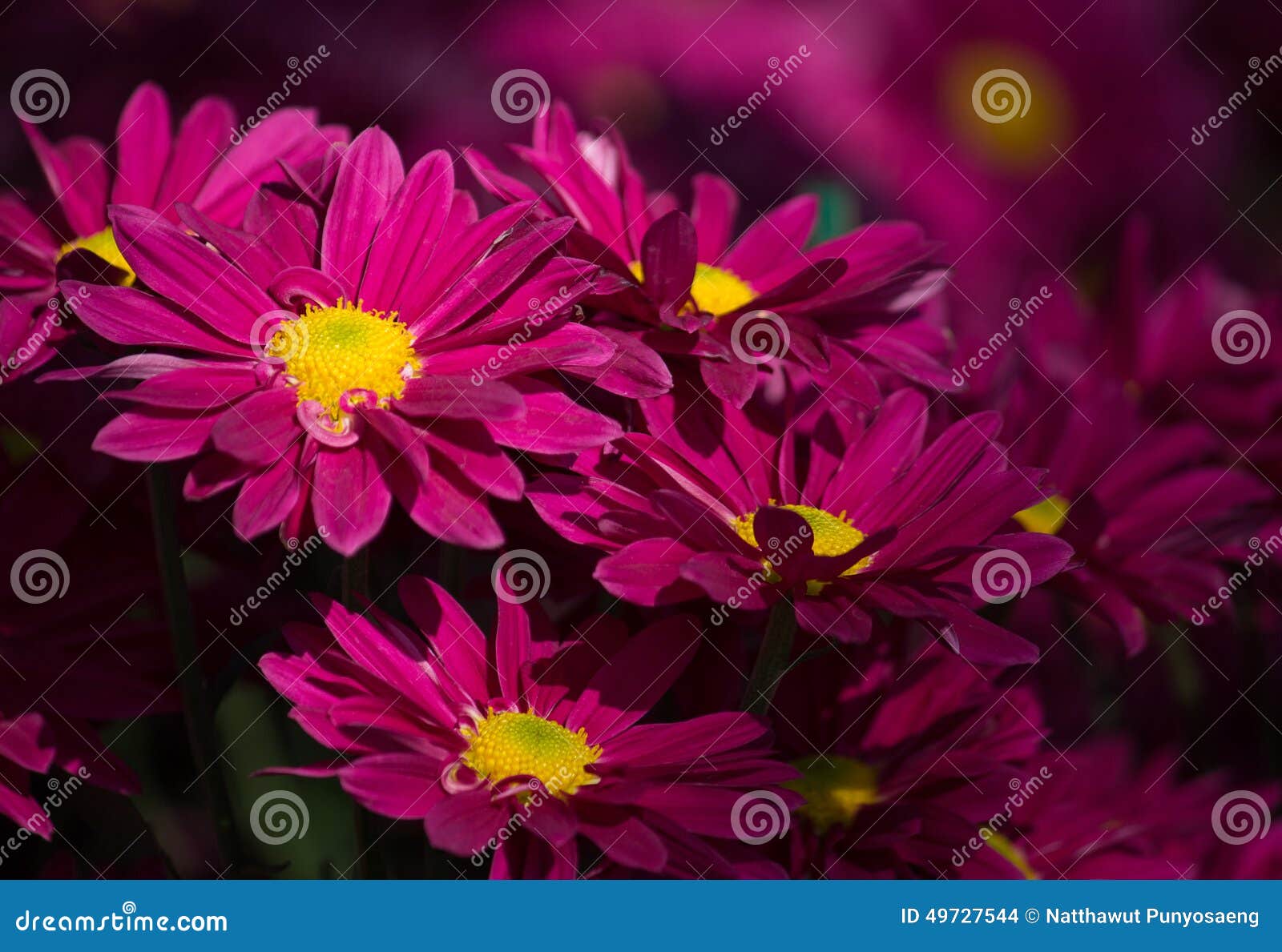 Red Chrysanthemums Daisy Flower Stock Photo Image of bright, fresh