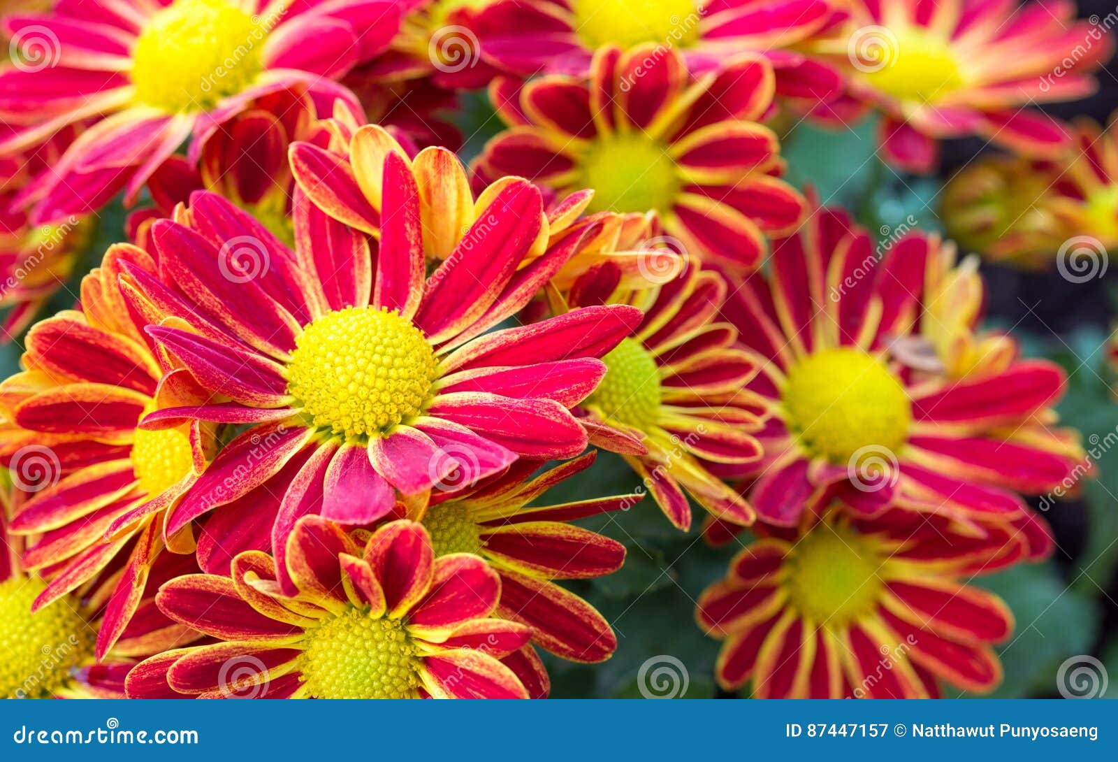 Red Chrysanthemums Daisy Flower Stock Image Image of growth, flower