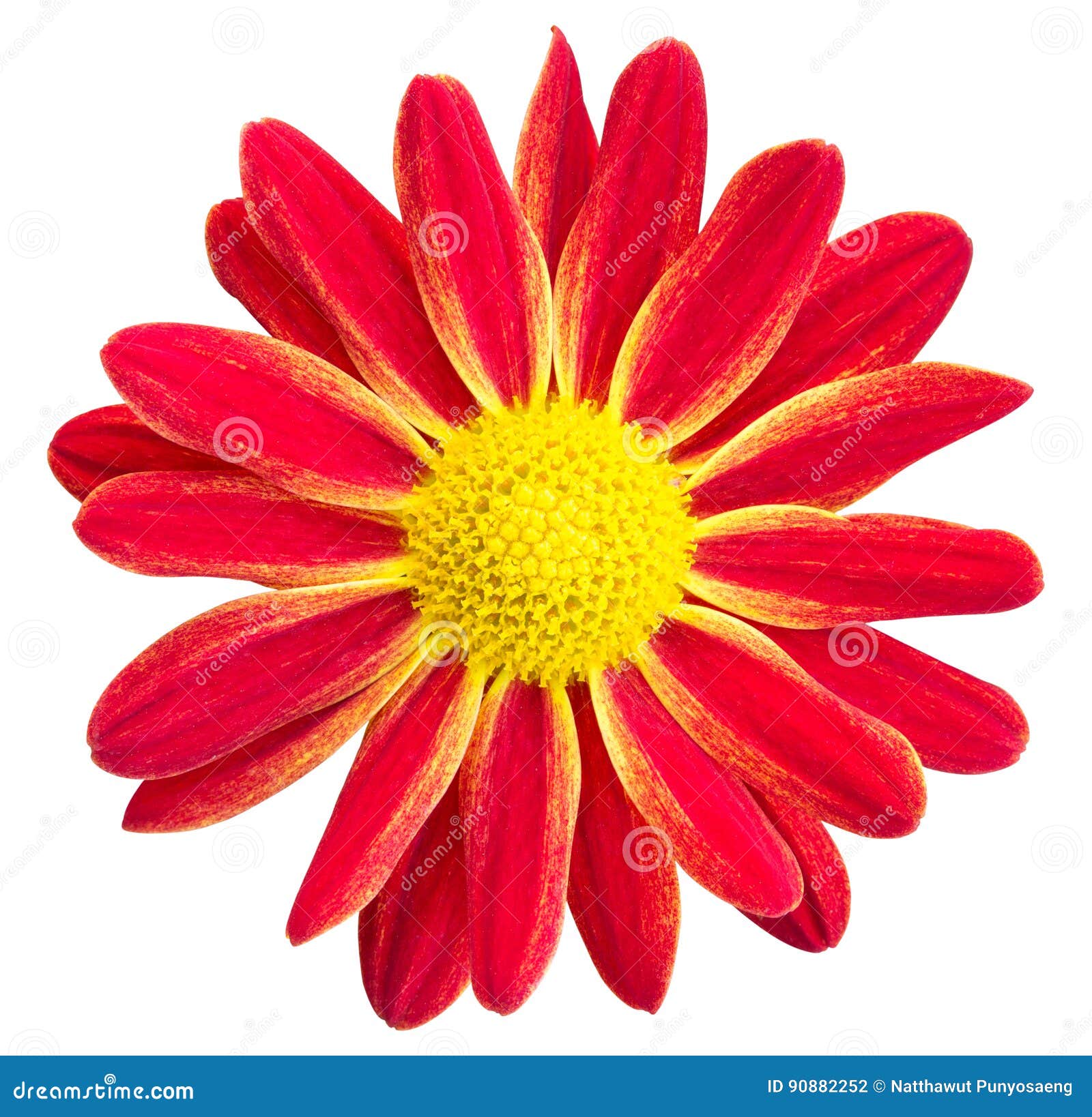 Red Chrysanthemums Daisy Flower Stock Photo Image of closeup, color 90882252